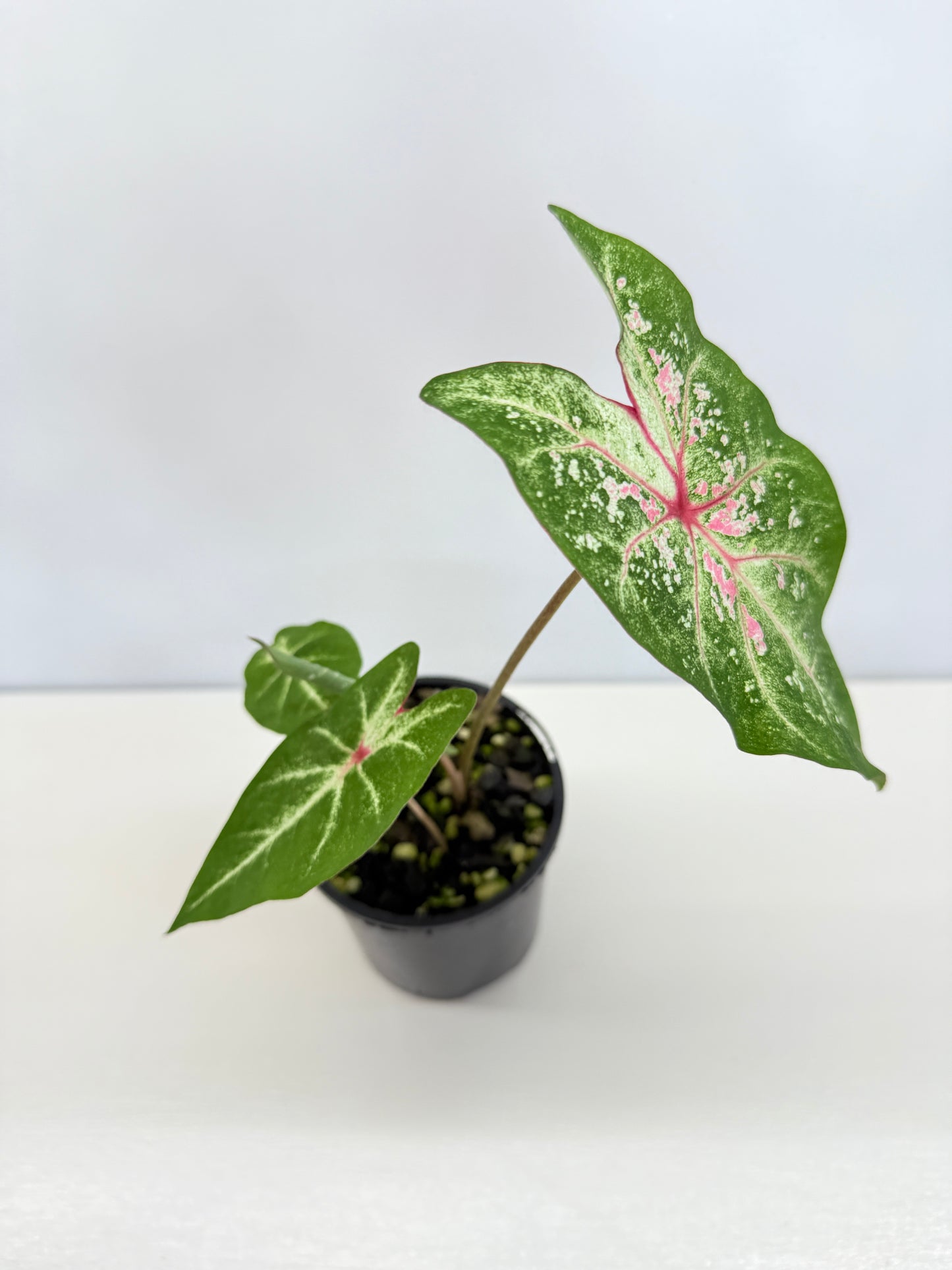 Caladium Hybrid P38