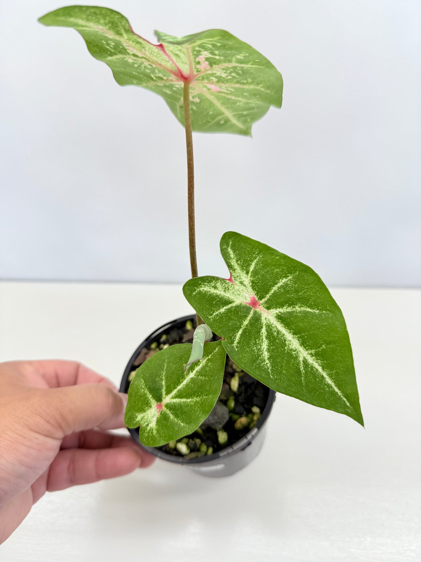 Caladium Hybrid P38