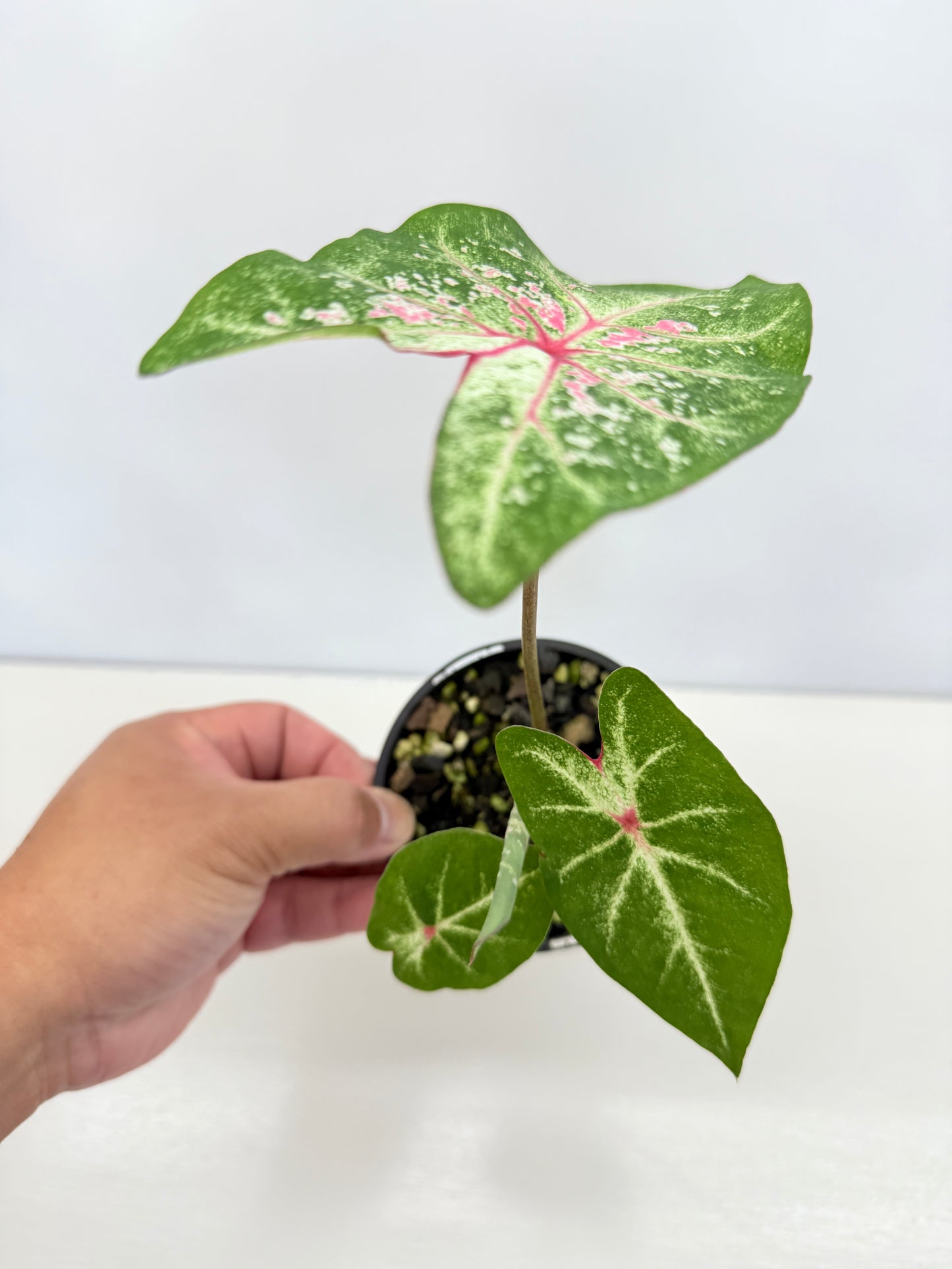 Caladium Hybrid P38