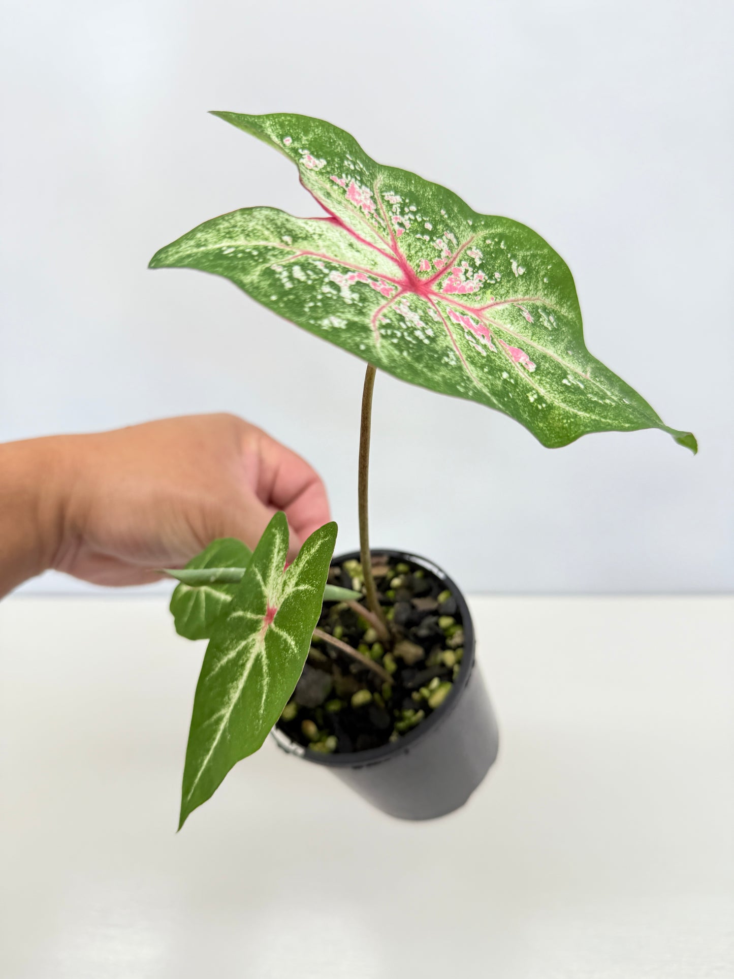 Caladium Hybrid P38