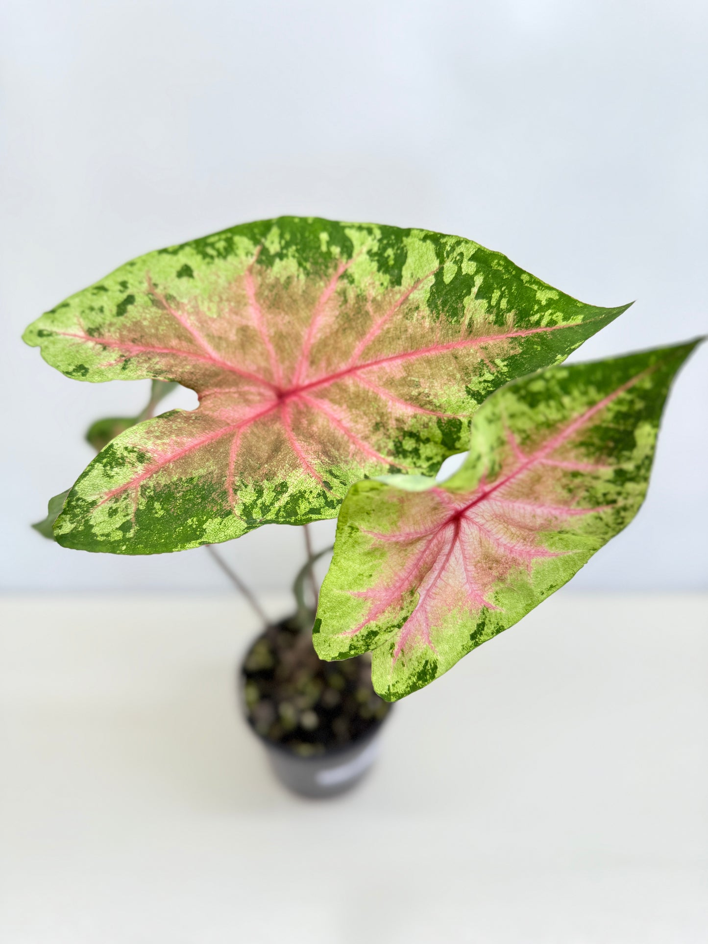 Caladium Hybrid D38