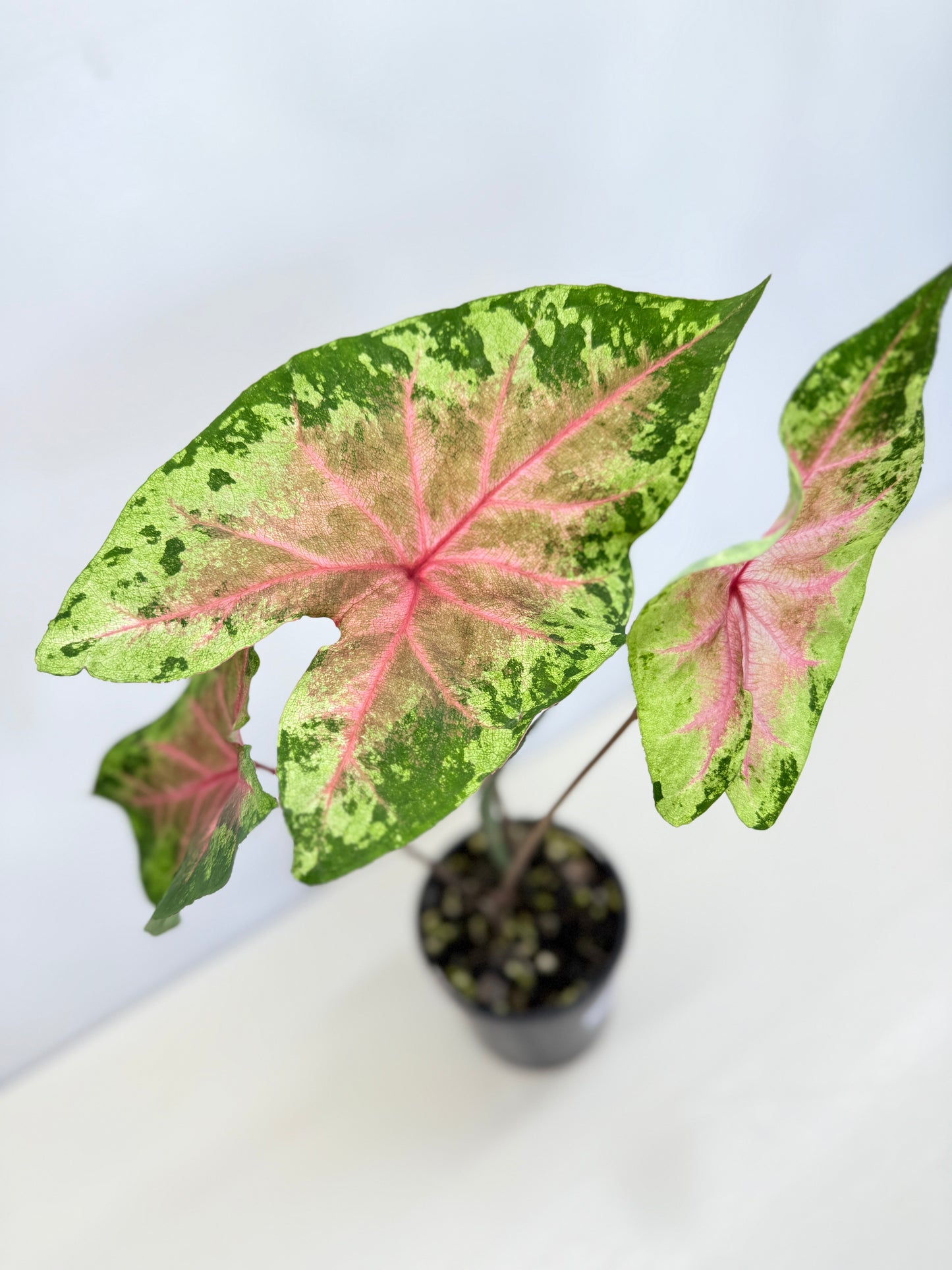 Caladium Hybrid D38