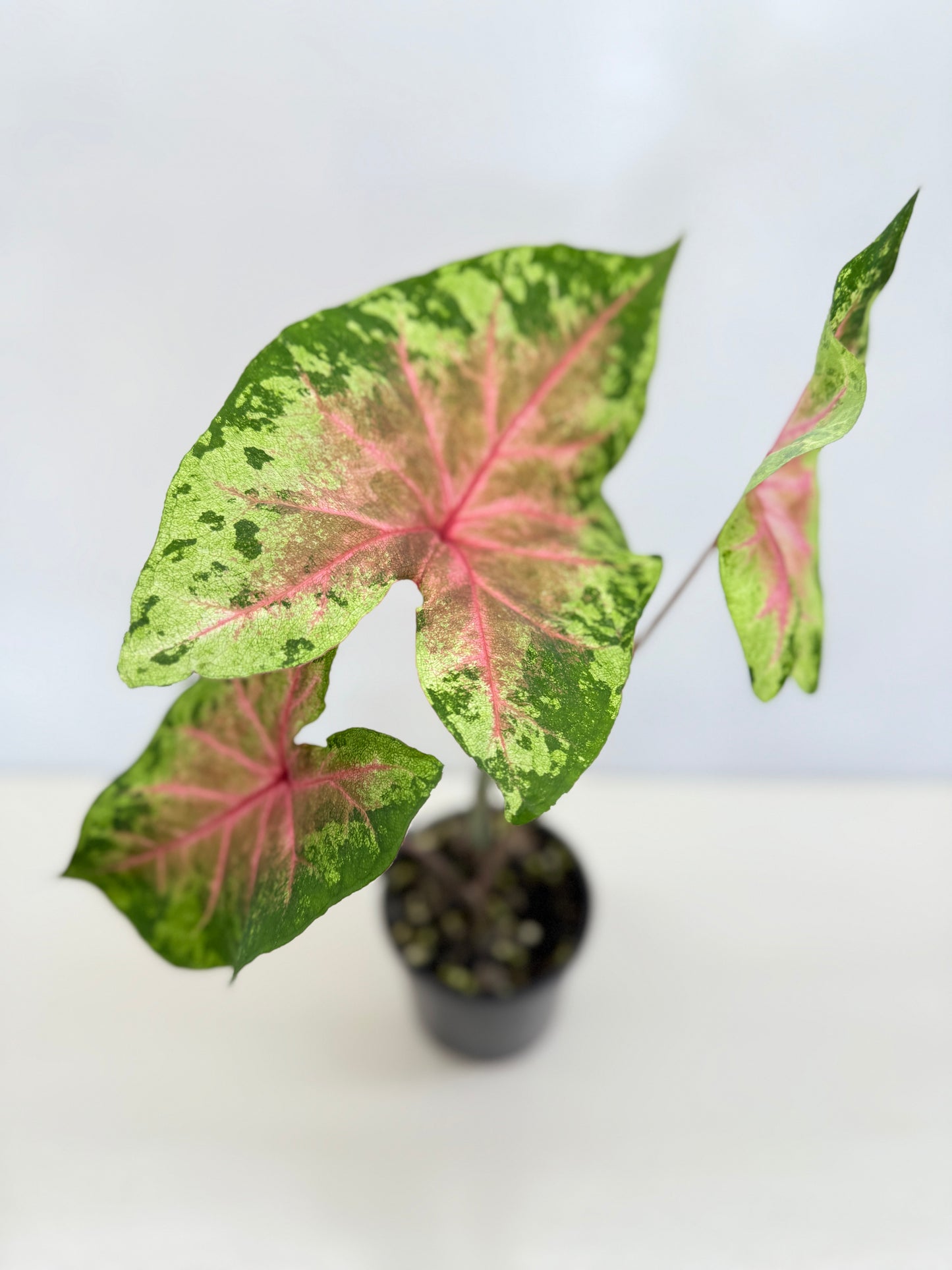 Caladium Hybrid D38