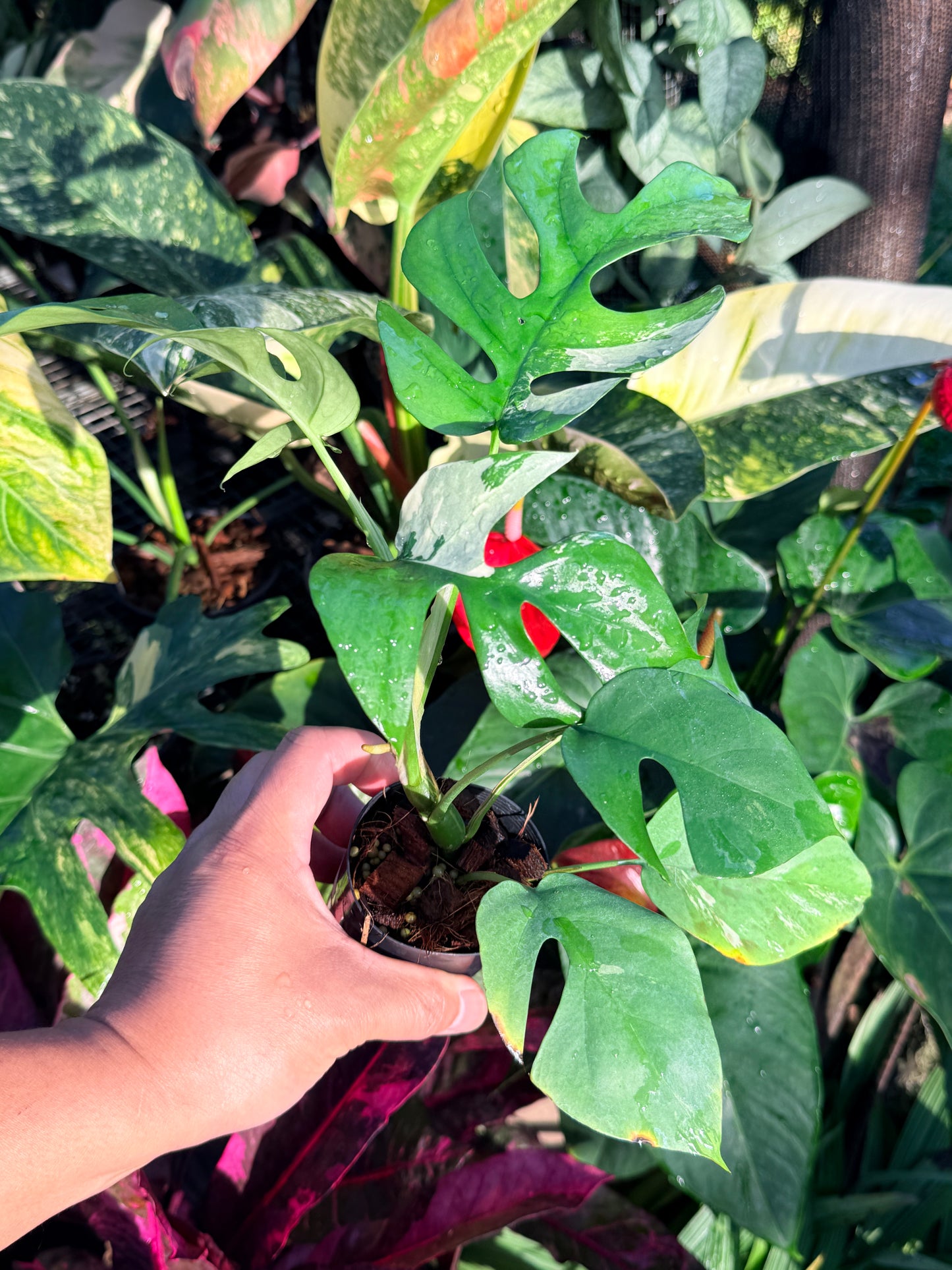 Rhaphidophora 'Tetrasperma Variegata' N52