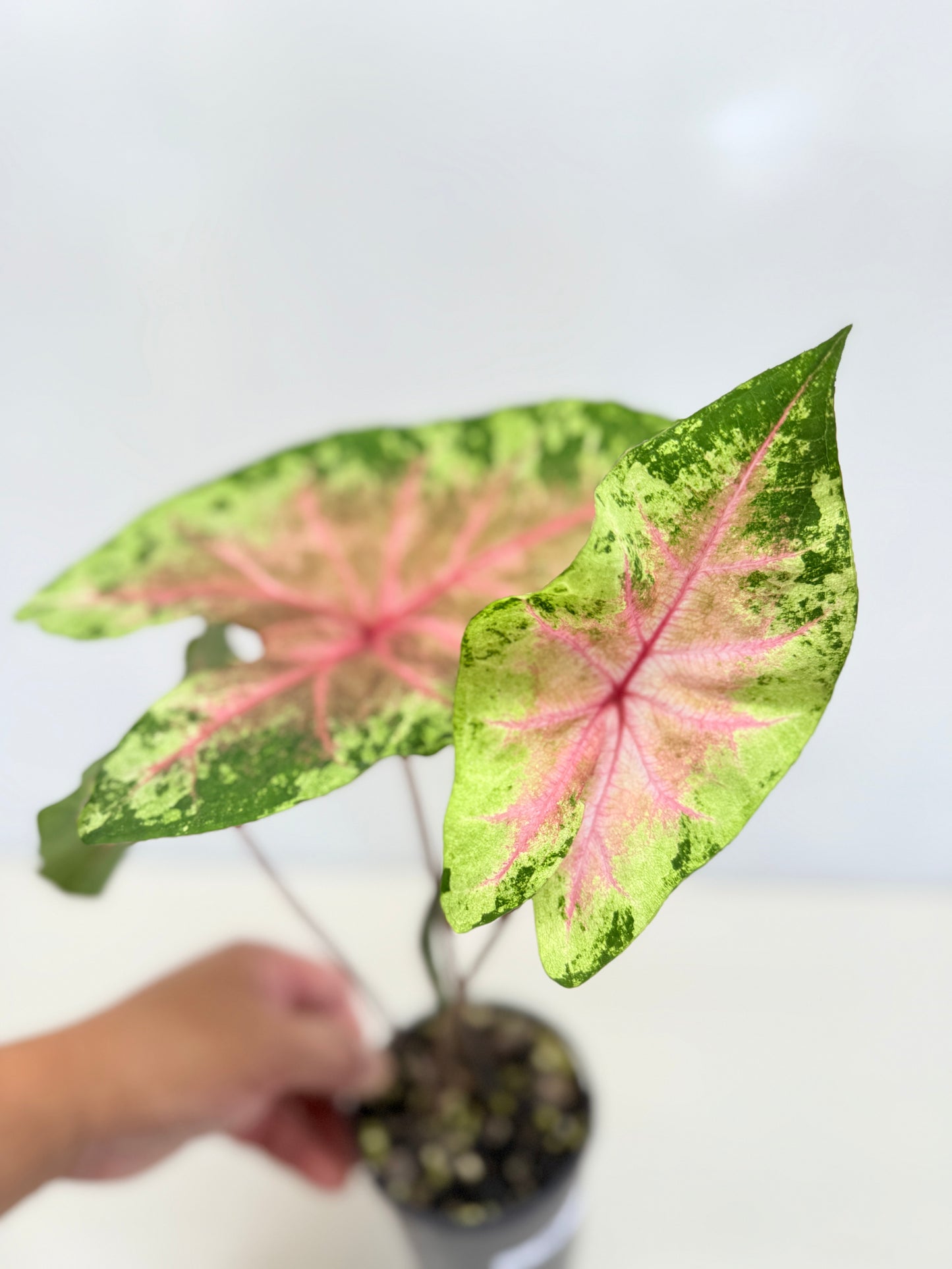 Caladium Hybrid D38