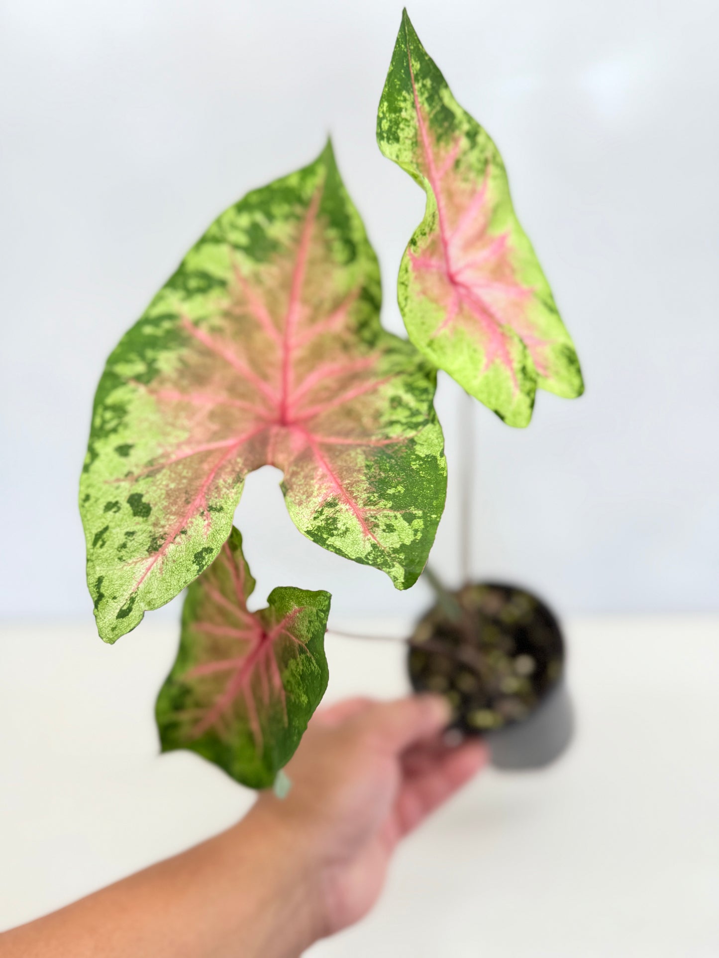 Caladium Hybrid D38