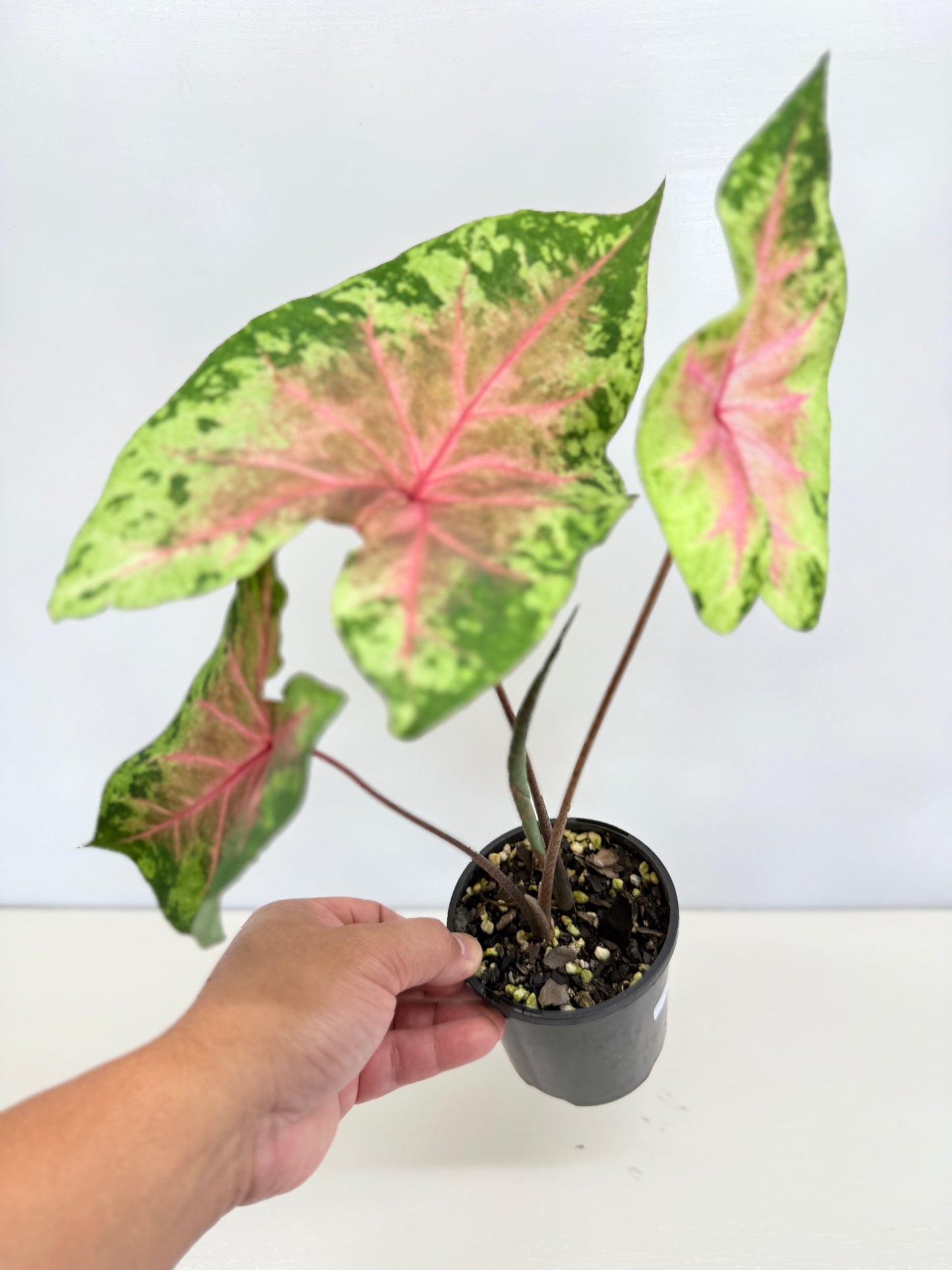 Caladium Hybrid D38