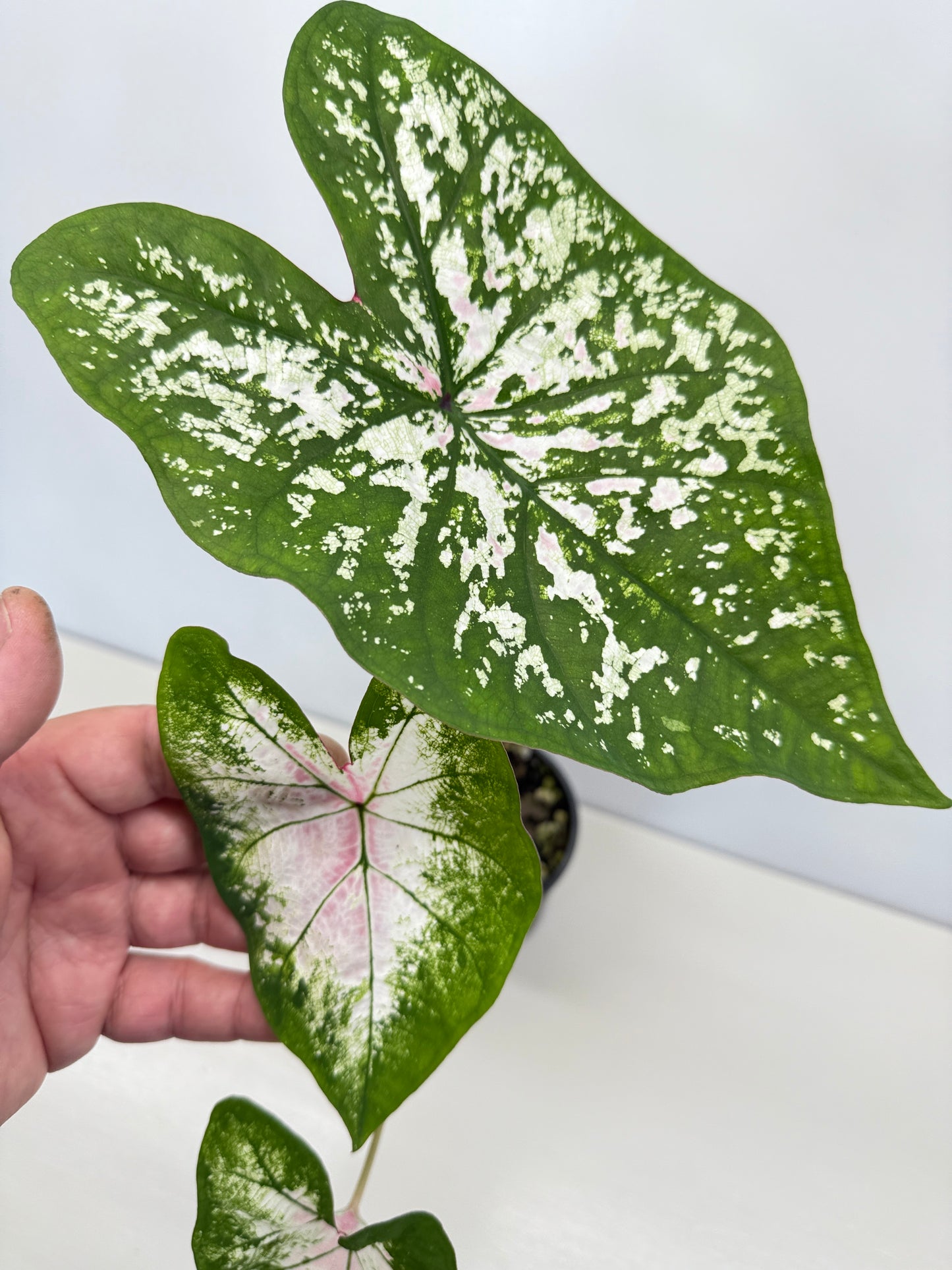 Caladium Hybrid G42