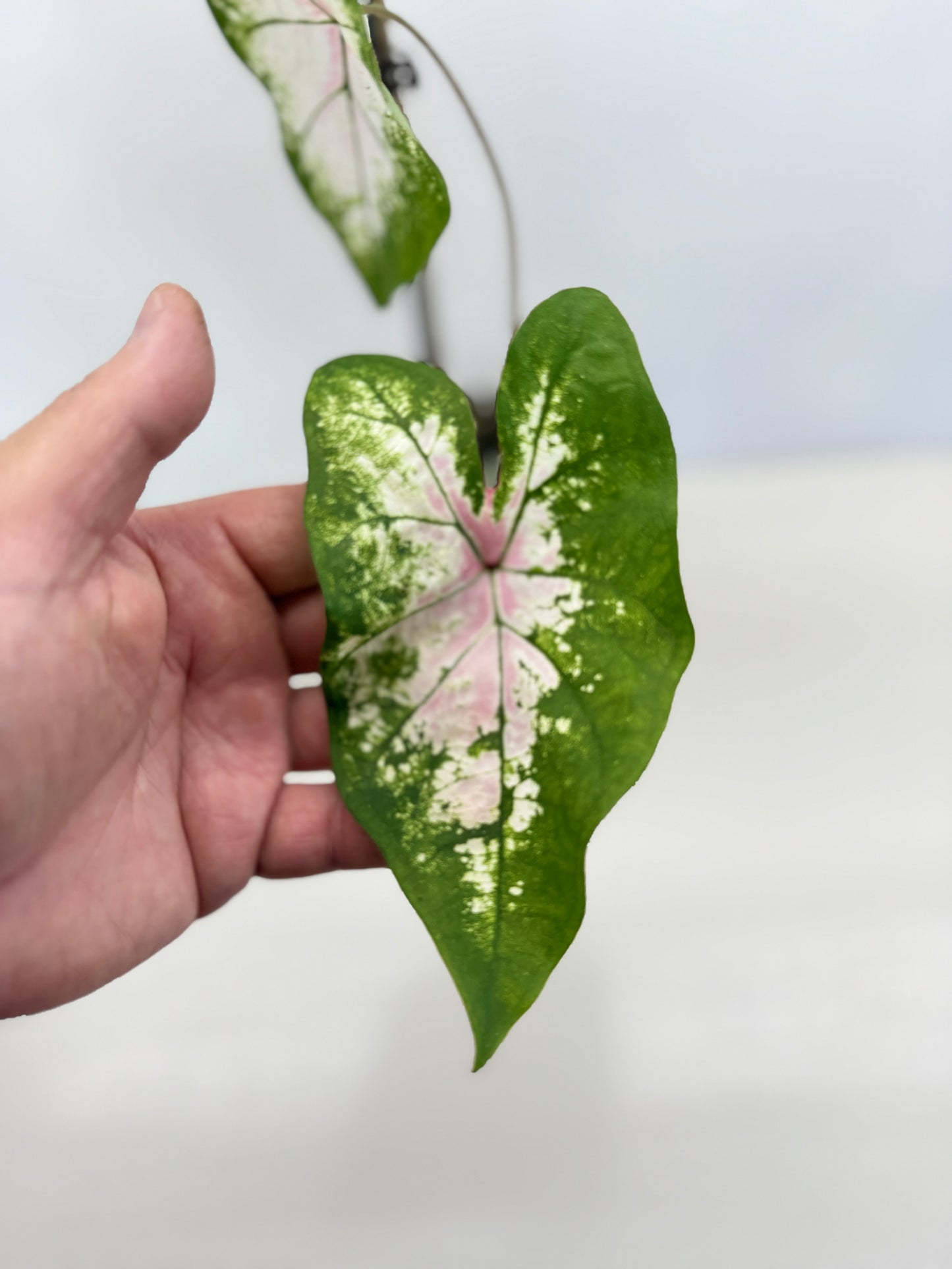 Caladium Hybrid G42