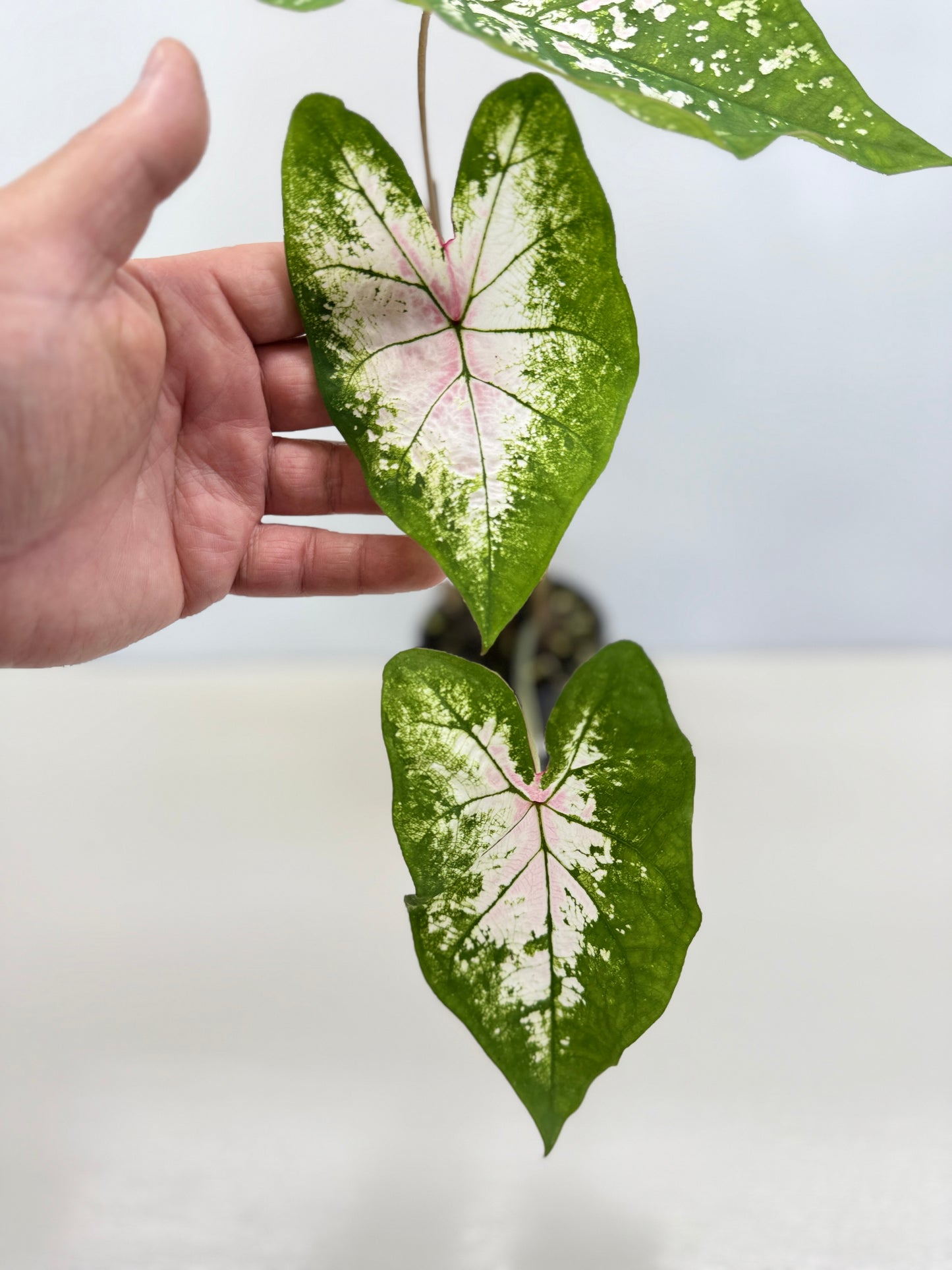 Caladium Hybrid G42