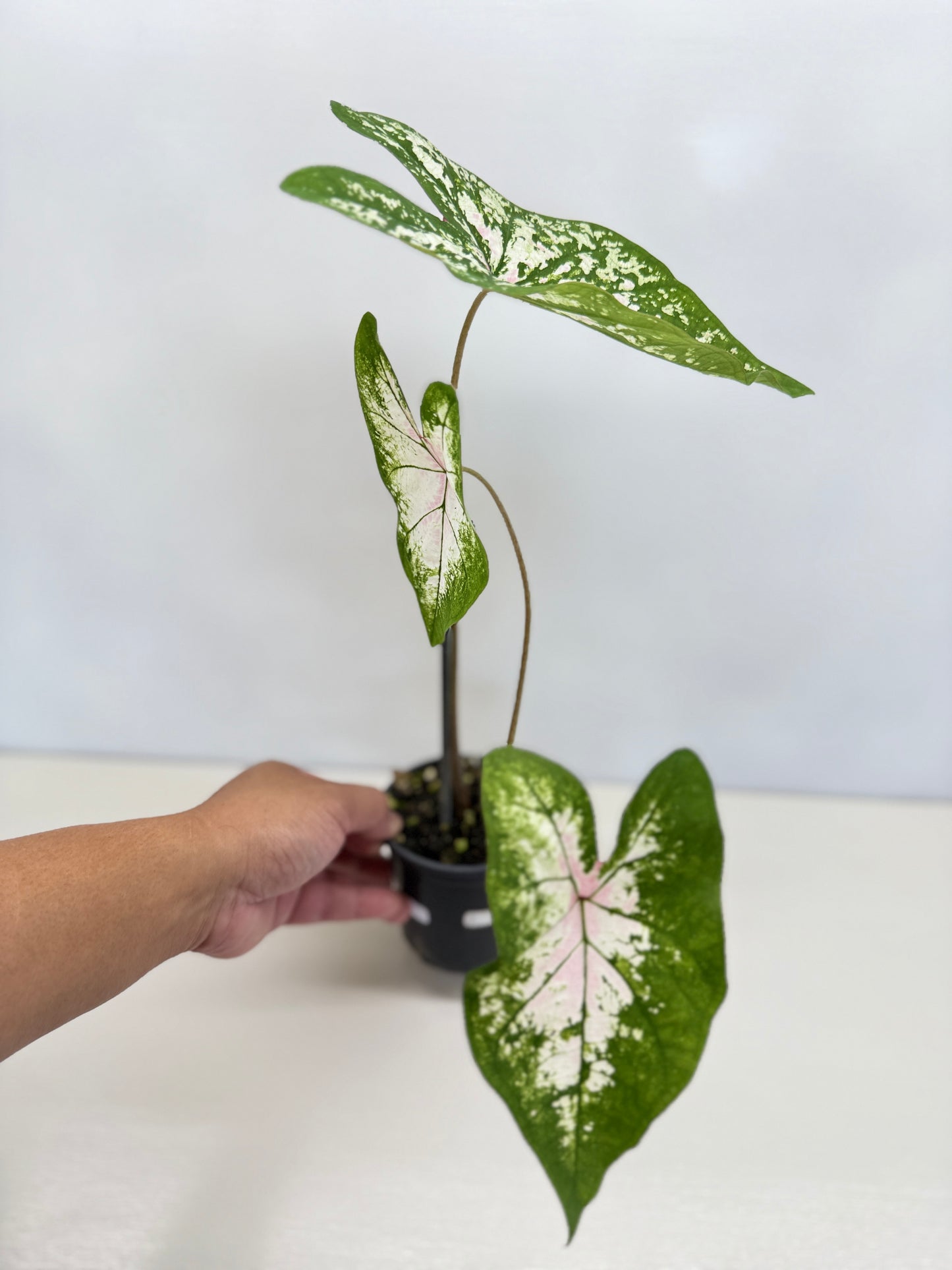 Caladium Hybrid G42