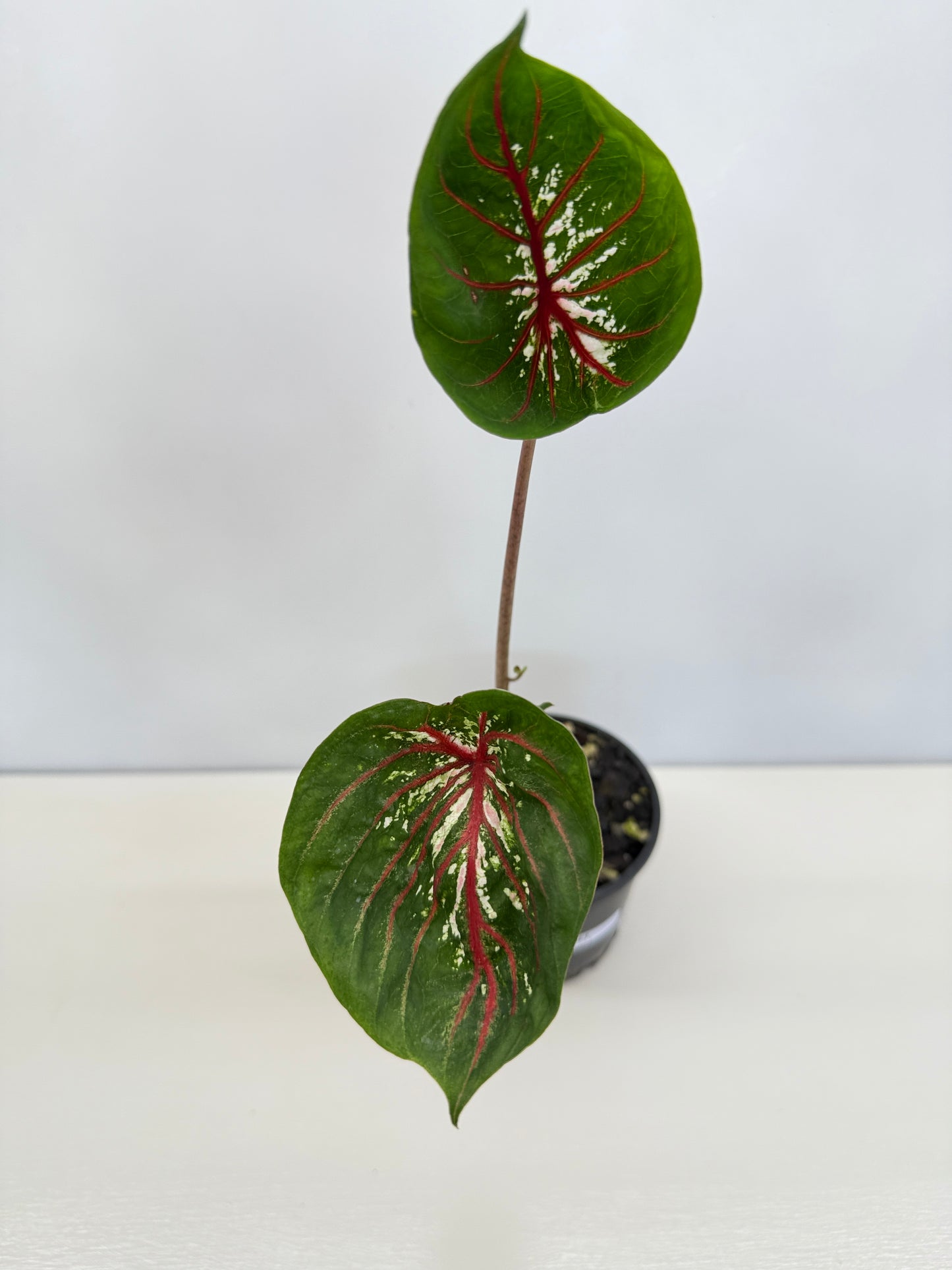 Caladium Lotus - Rarely Offered D41