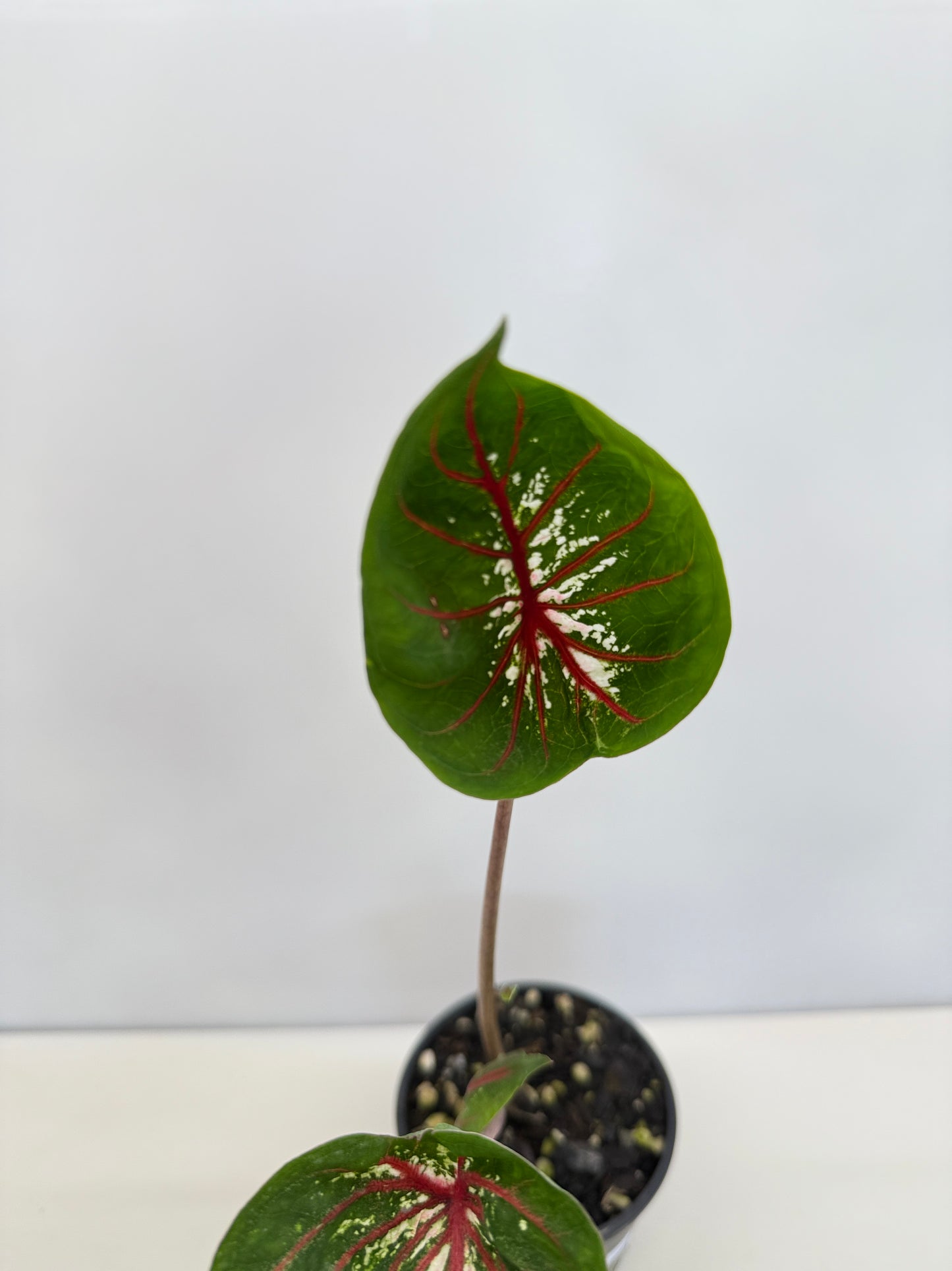 Caladium Lotus - Rarely Offered D41