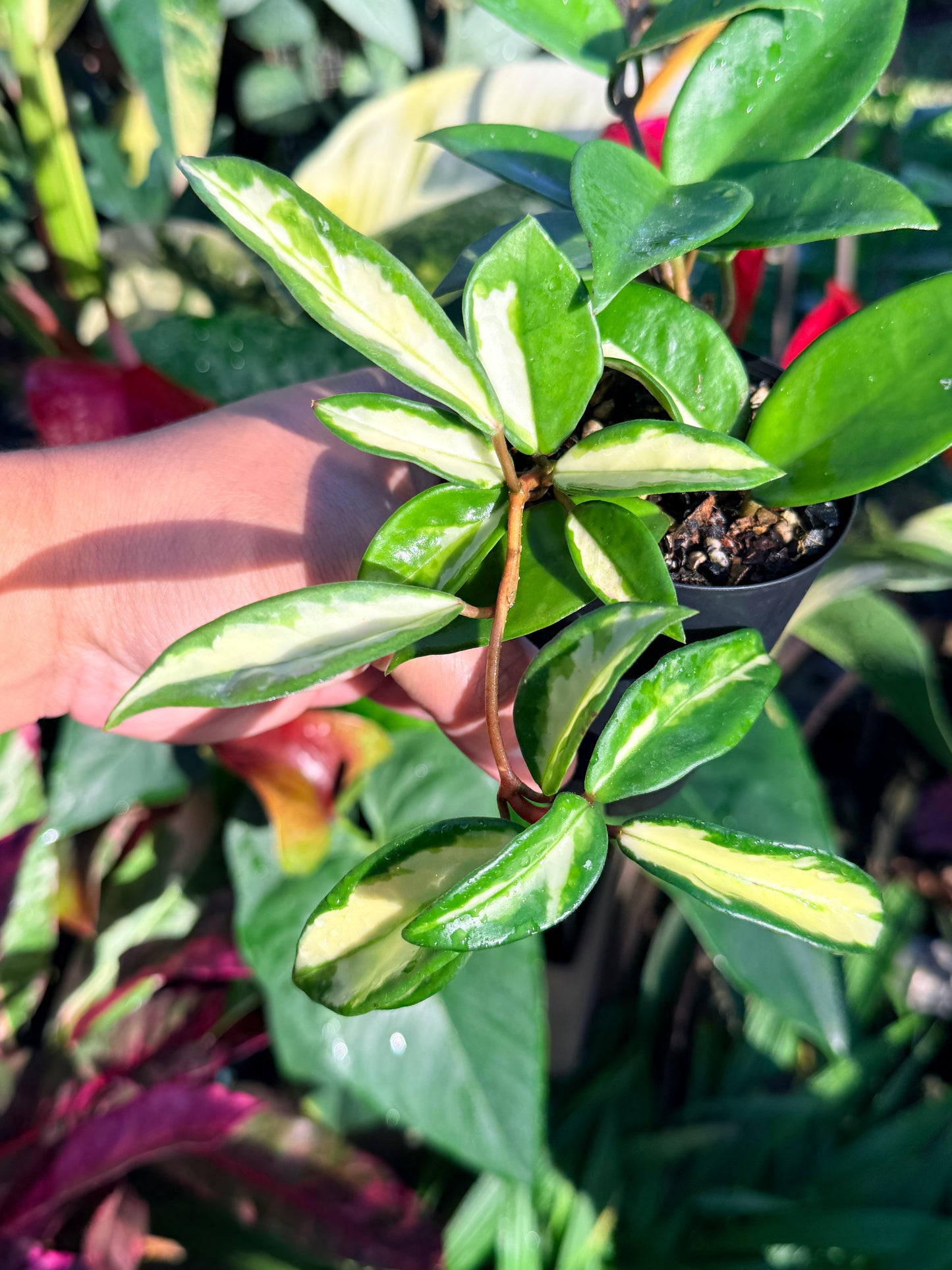 Hoya 'Crimson Princess' N45