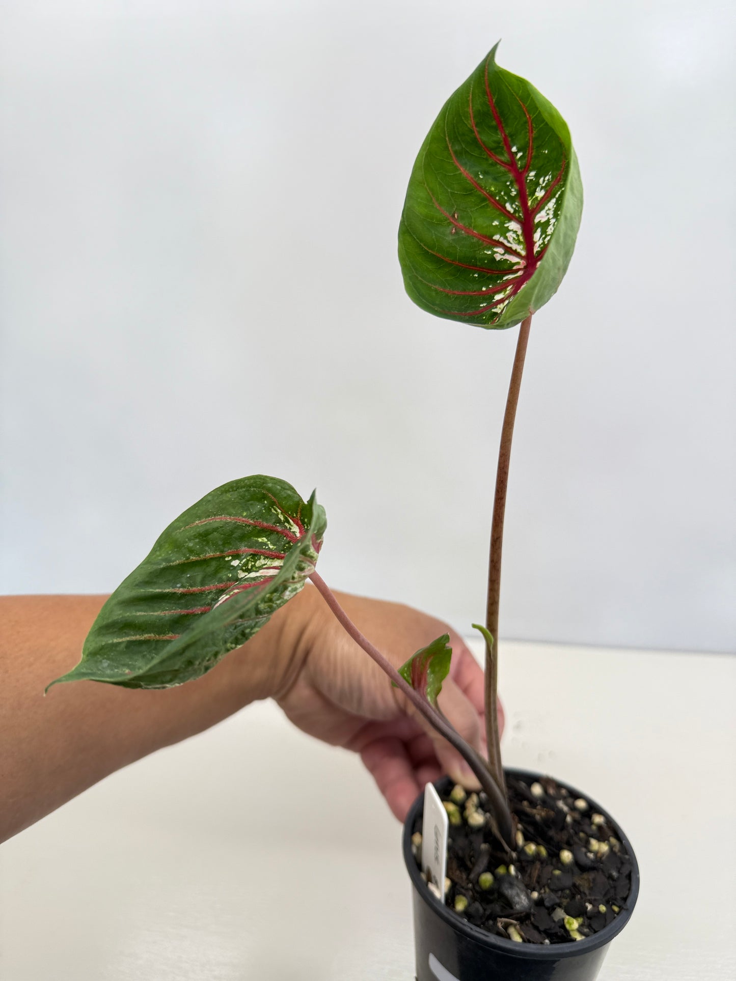 Caladium Lotus - Rarely Offered D41