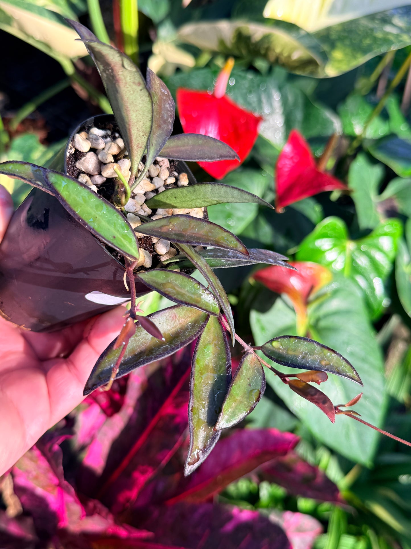 Hoya 'Rosita' N49
