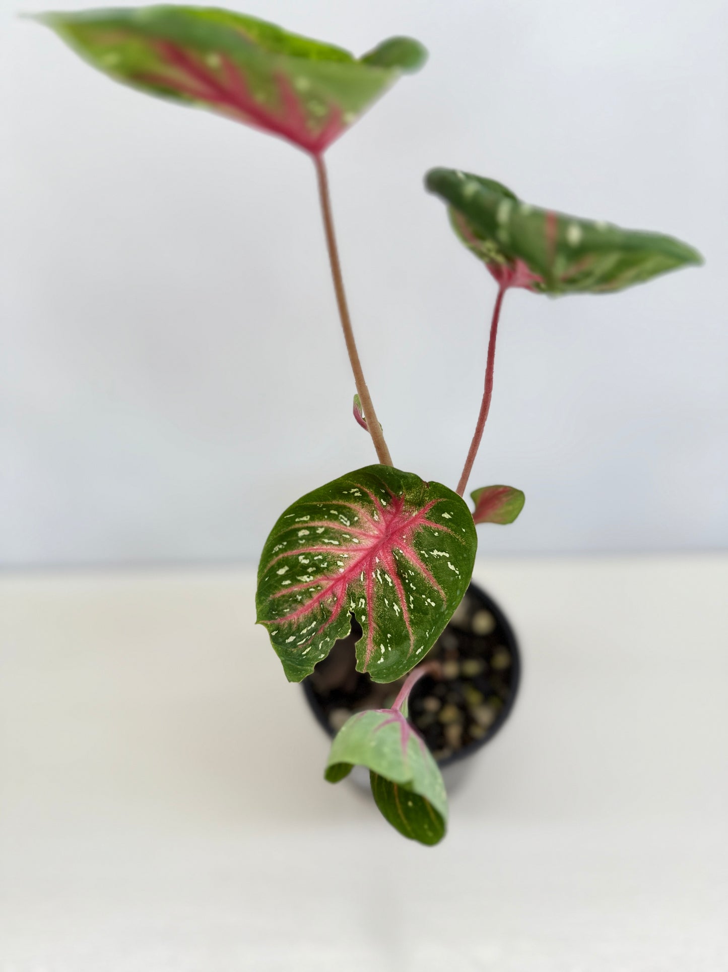 Caladium Lotus - Rarely Offered D40