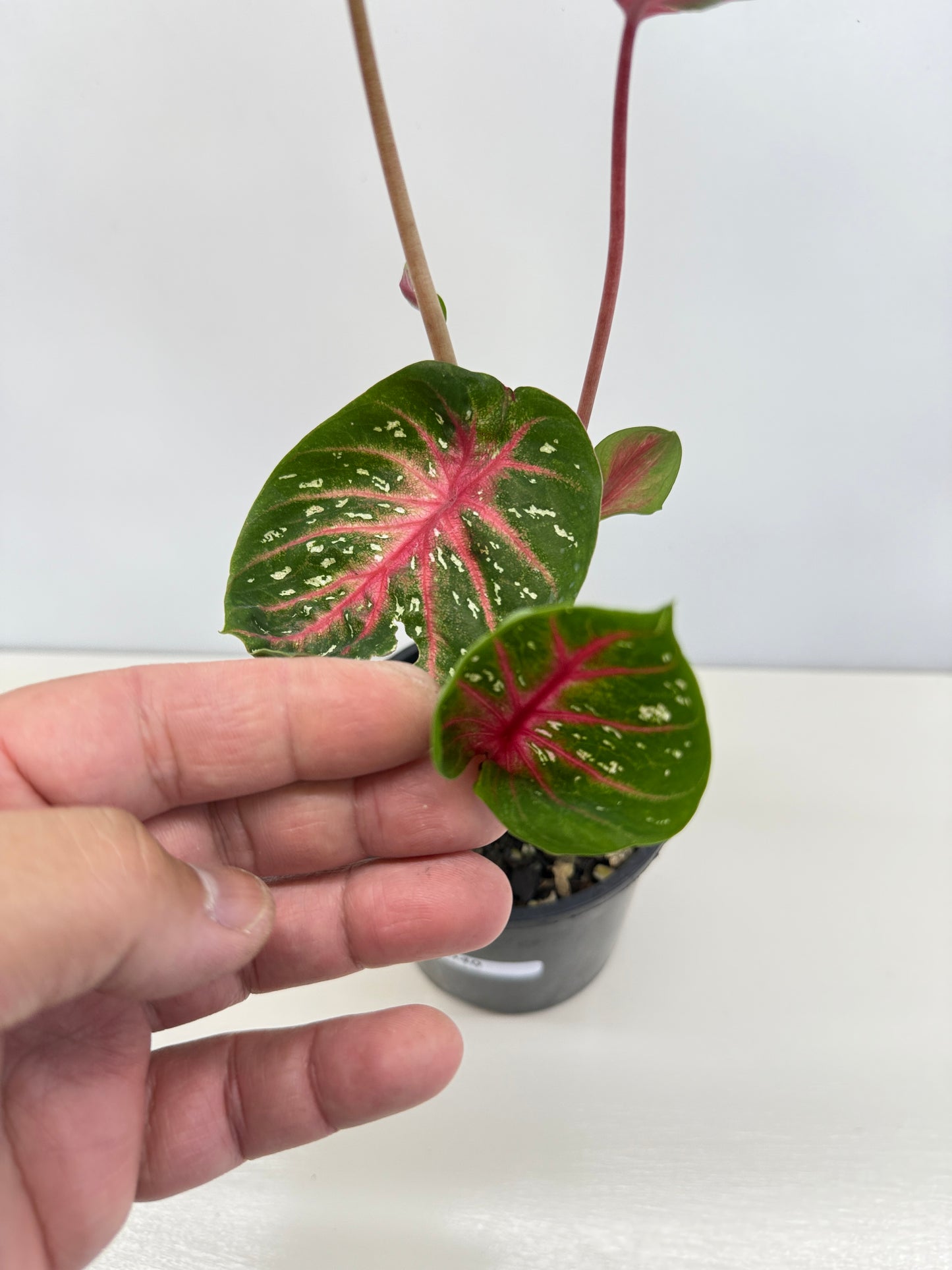 Caladium Lotus - Rarely Offered D40