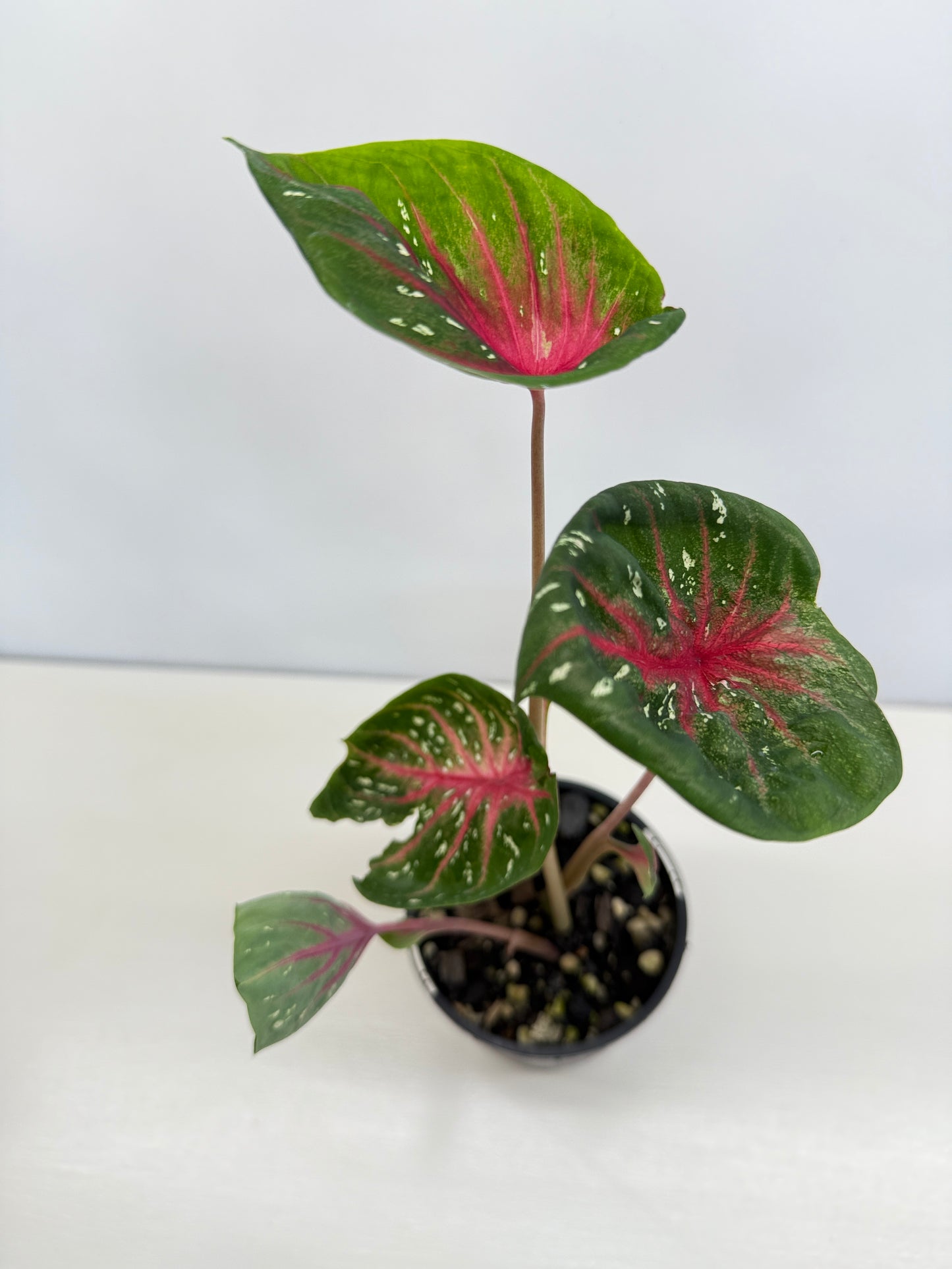 Caladium Lotus - Rarely Offered D40
