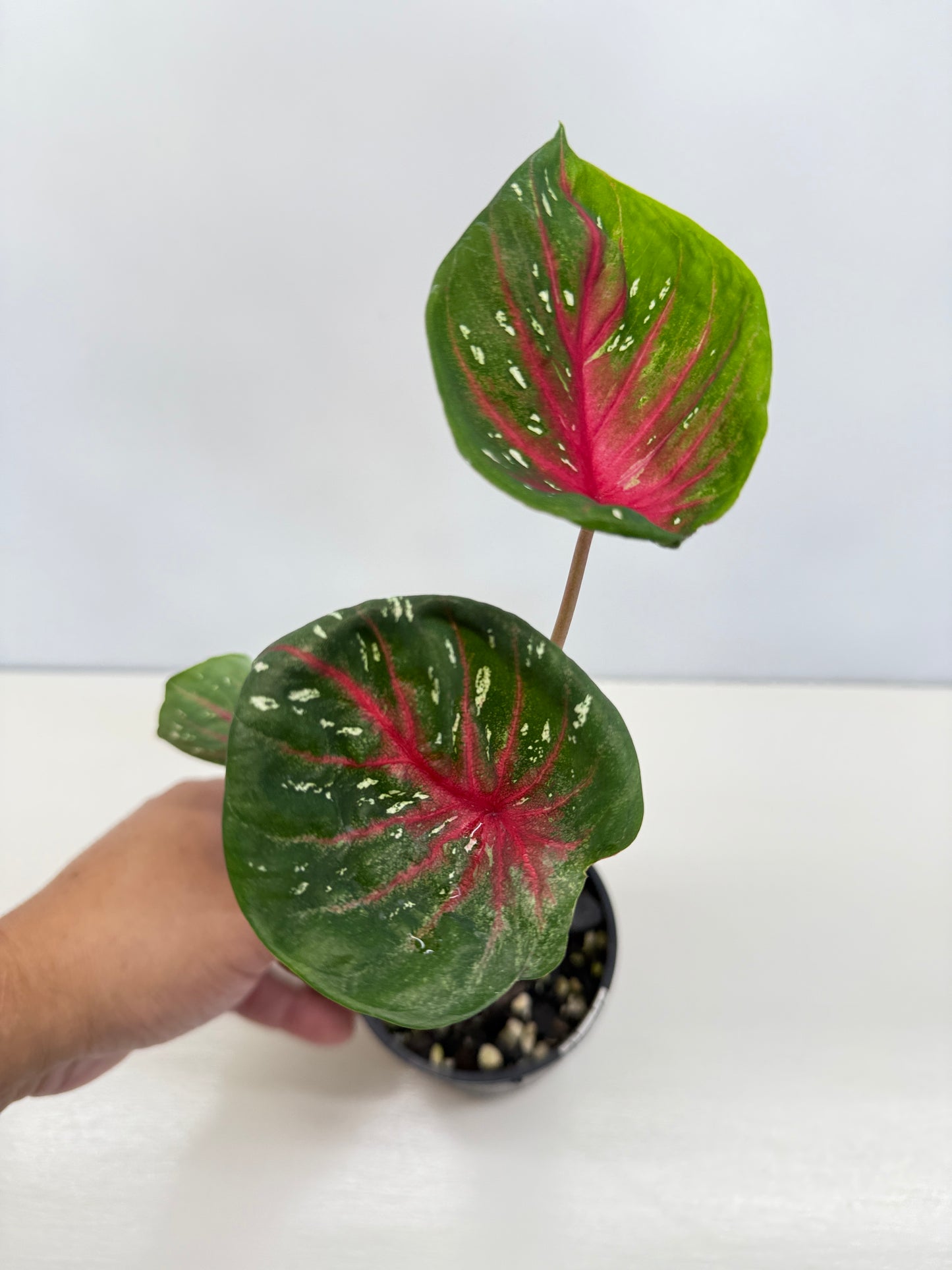 Caladium Lotus - Rarely Offered D40