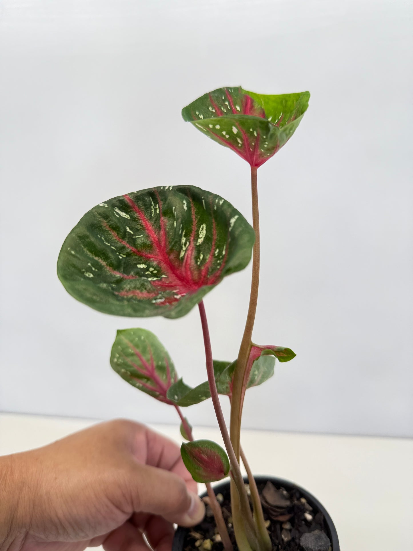 Caladium Lotus - Rarely Offered D40