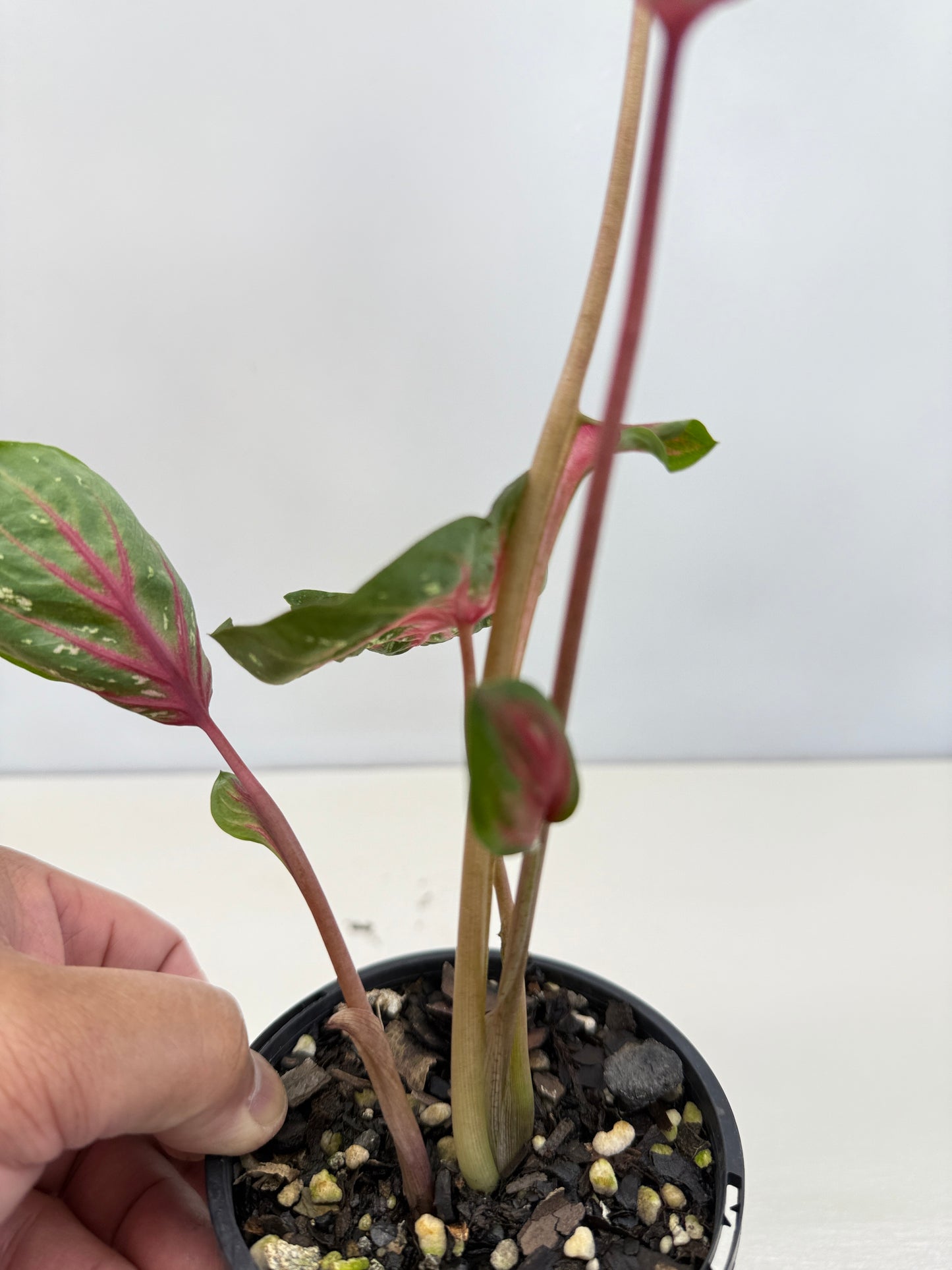 Caladium Lotus - Rarely Offered D40