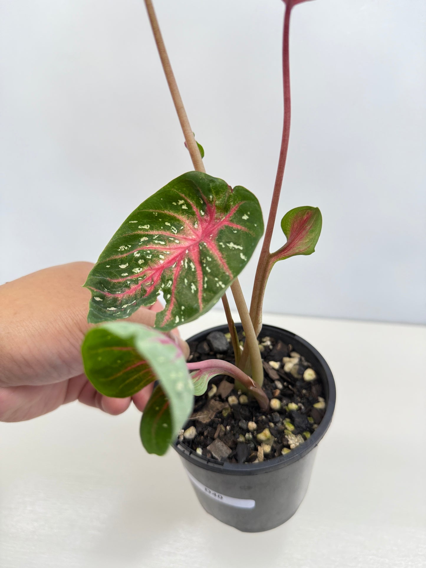 Caladium Lotus - Rarely Offered D40