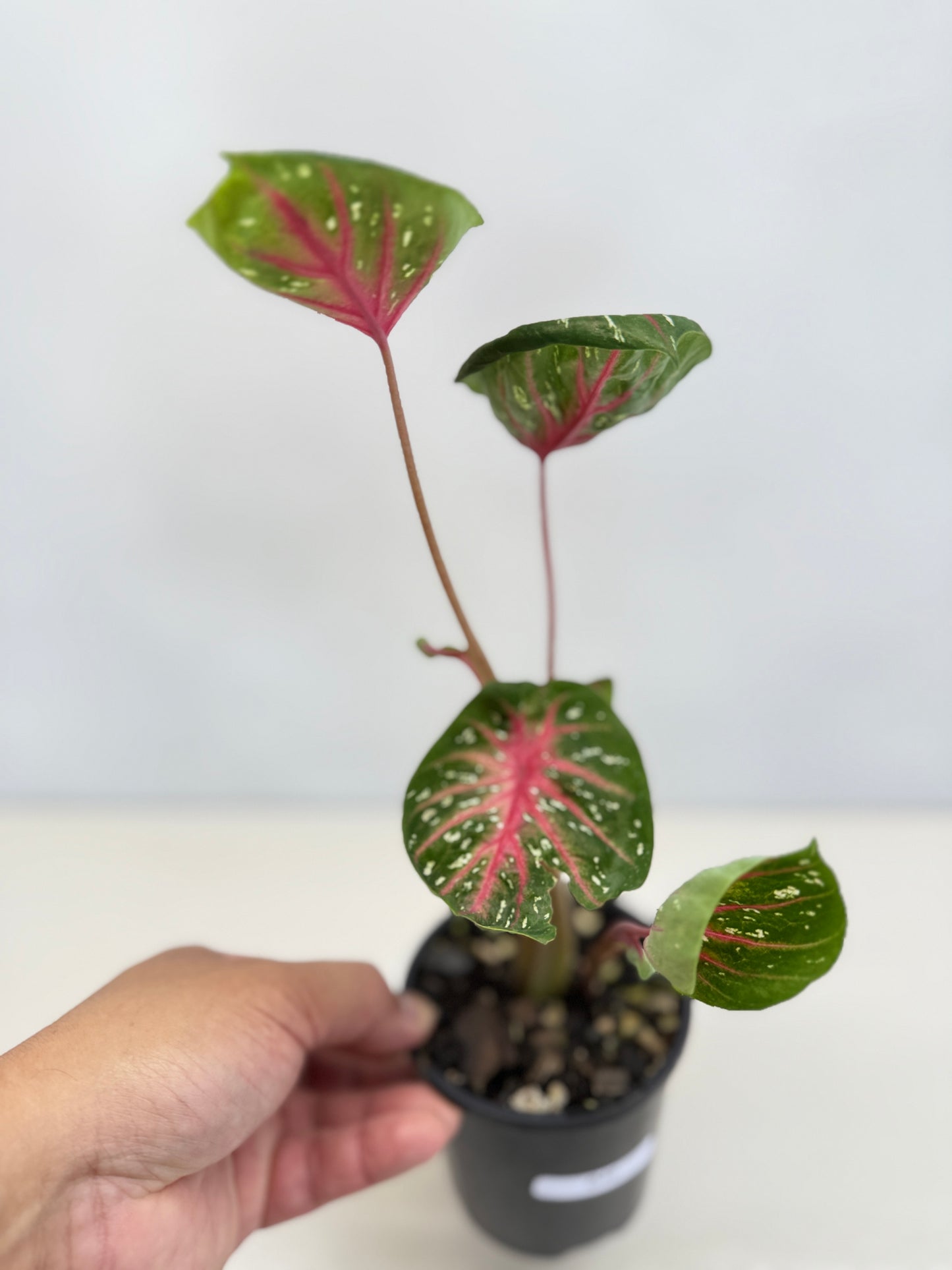 Caladium Lotus - Rarely Offered D40