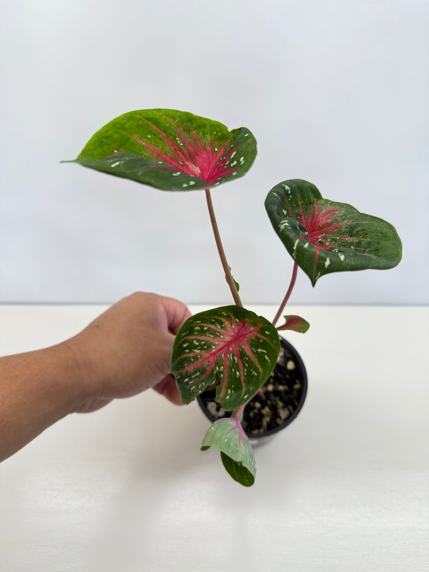 Caladium Lotus - Rarely Offered D40