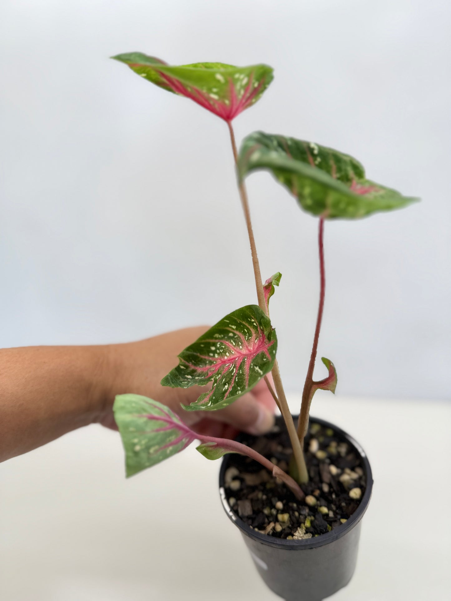 Caladium Lotus - Rarely Offered D40