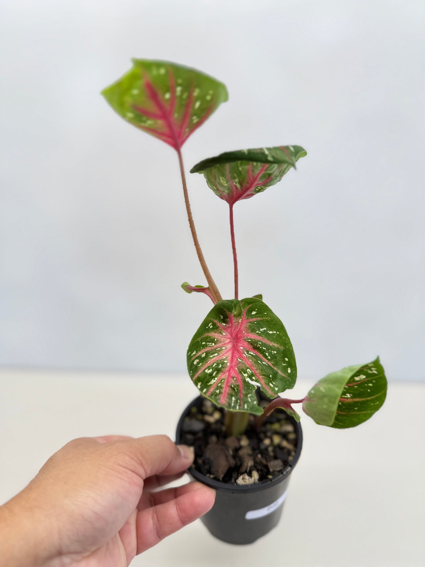 Caladium Lotus - Rarely Offered D40