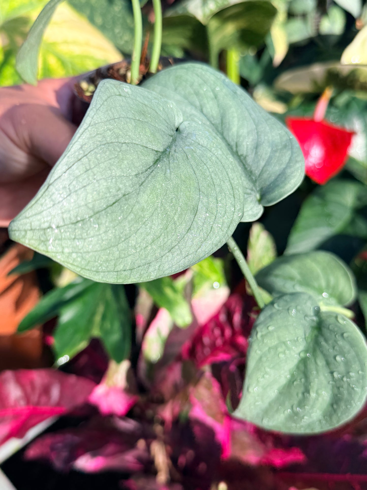 Scindapsus 'Platinum' N56