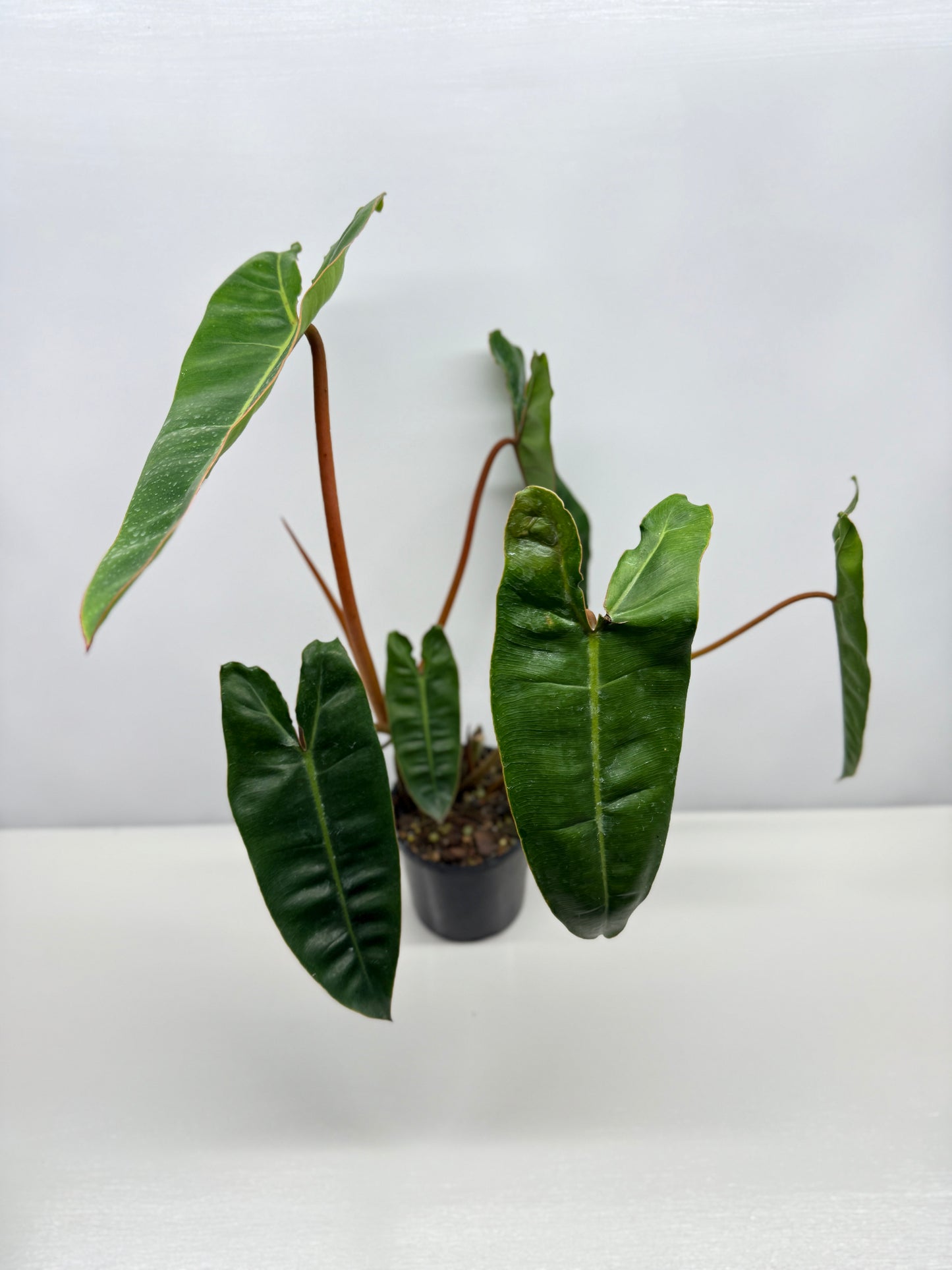 Philodendron Billietiae - Best Pick of the Crop!