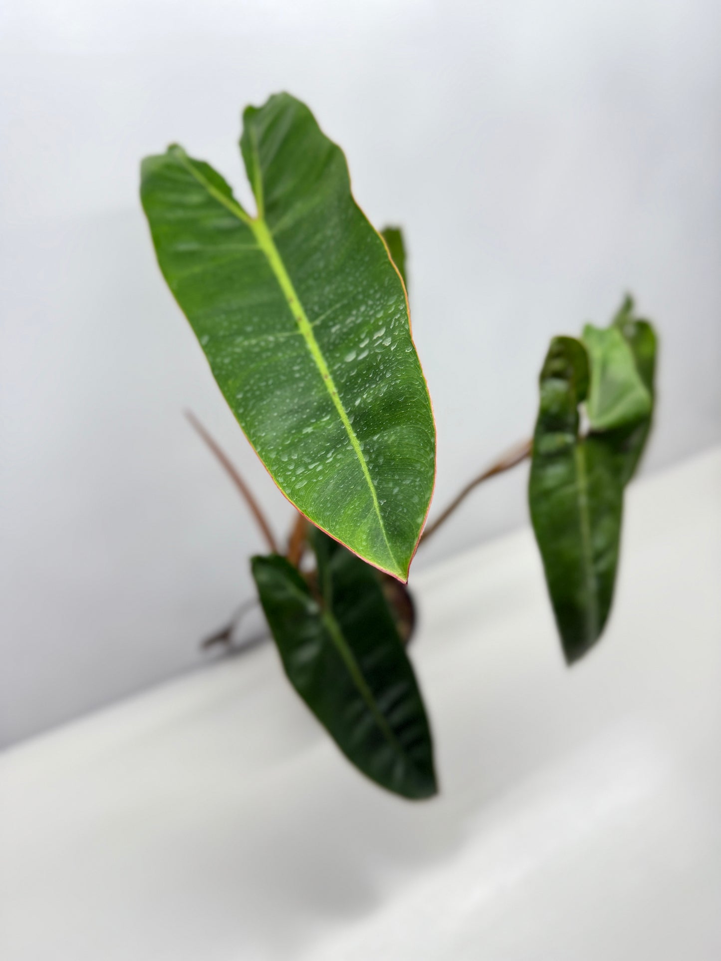 Philodendron Billietiae - Best Pick of the Crop!
