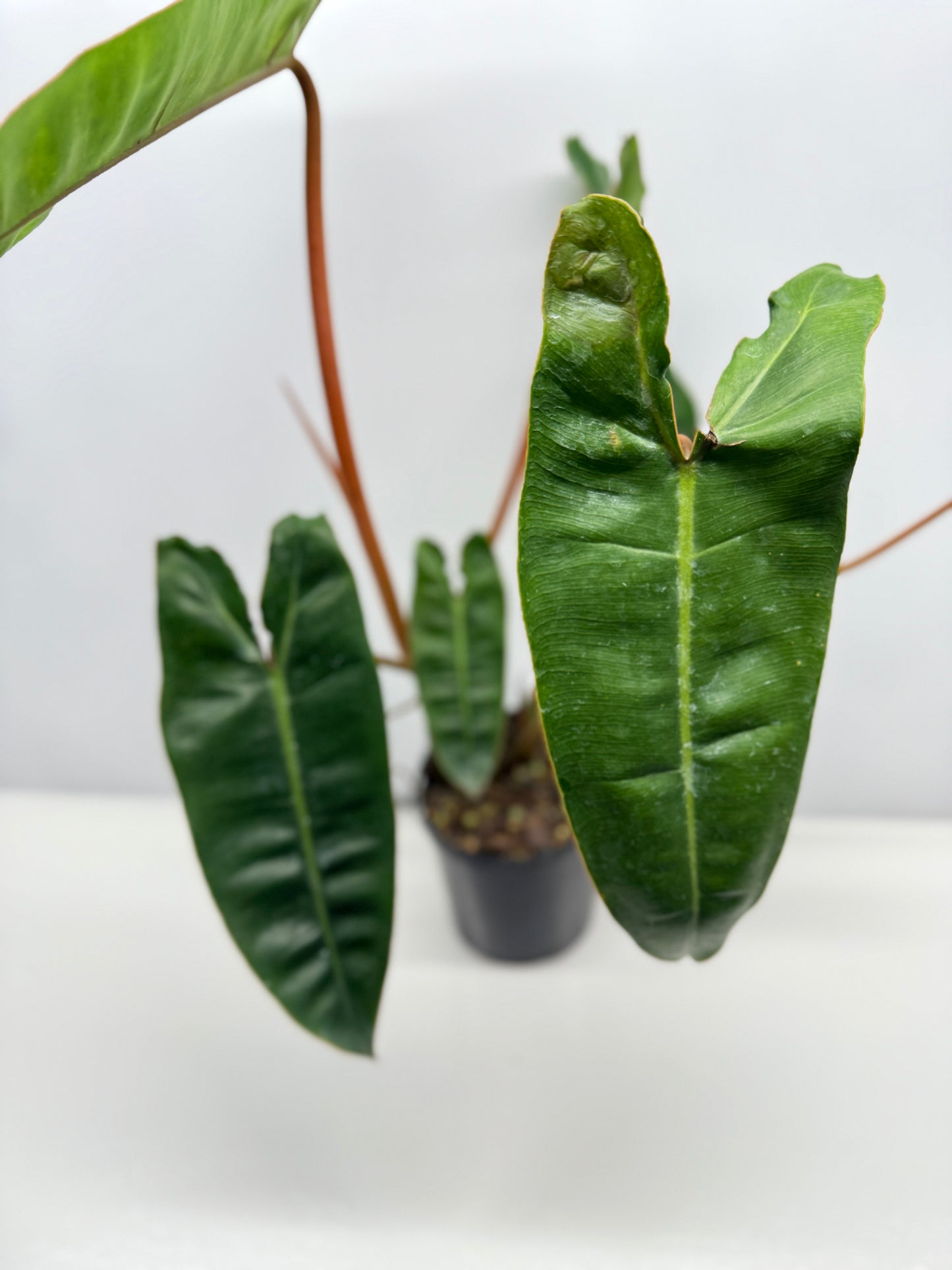 Philodendron Billietiae - Best Pick of the Crop!