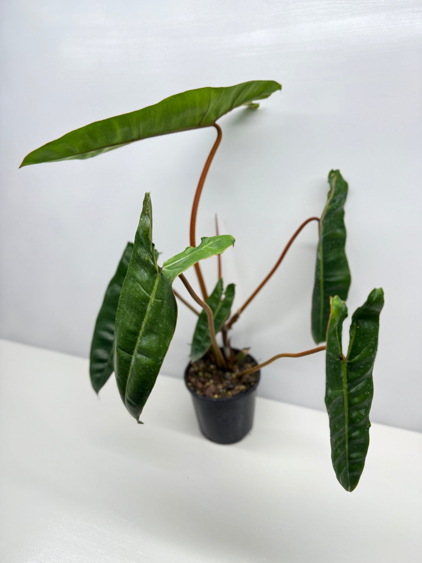 Philodendron Billietiae - Best Pick of the Crop!