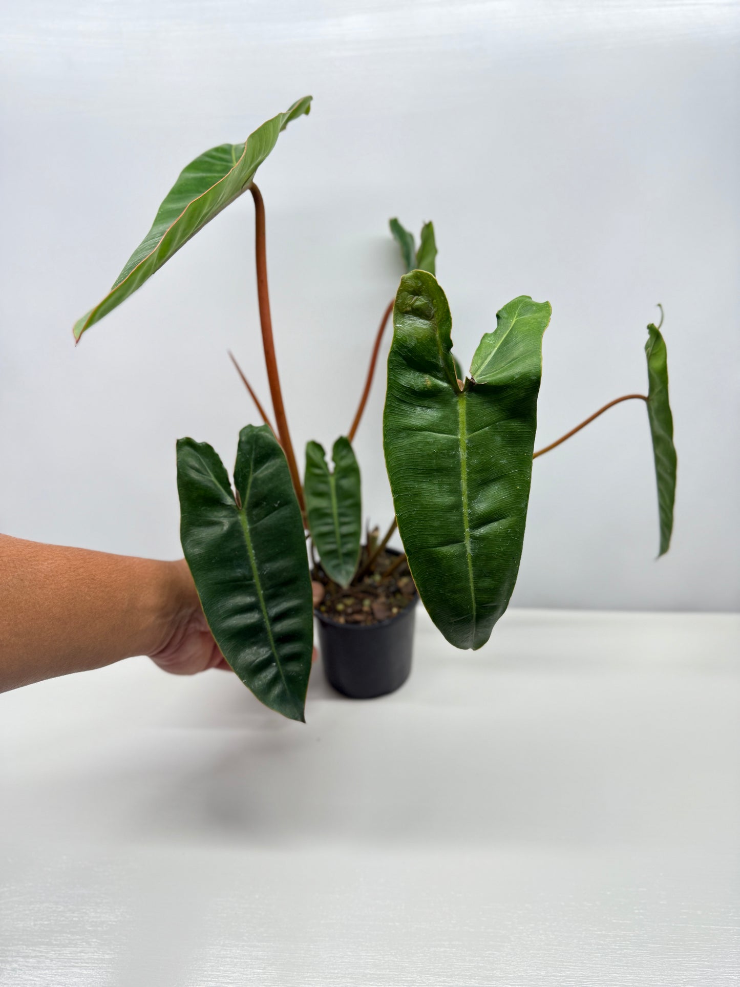 Philodendron Billietiae - Best Pick of the Crop!