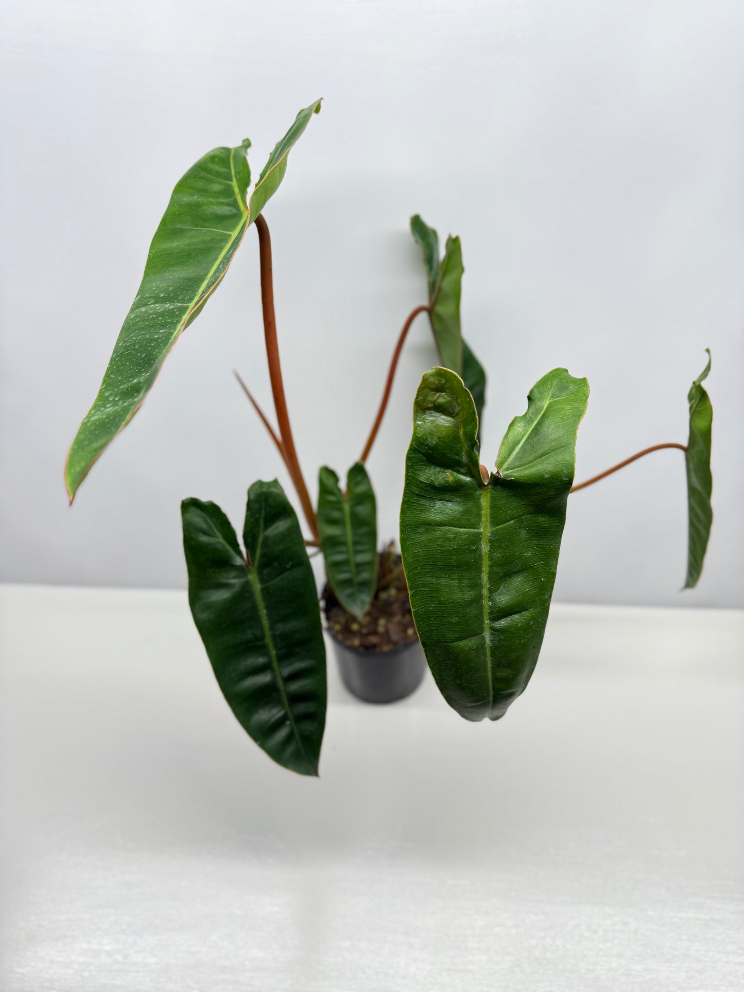 Philodendron Billietiae - Best Pick of the Crop!
