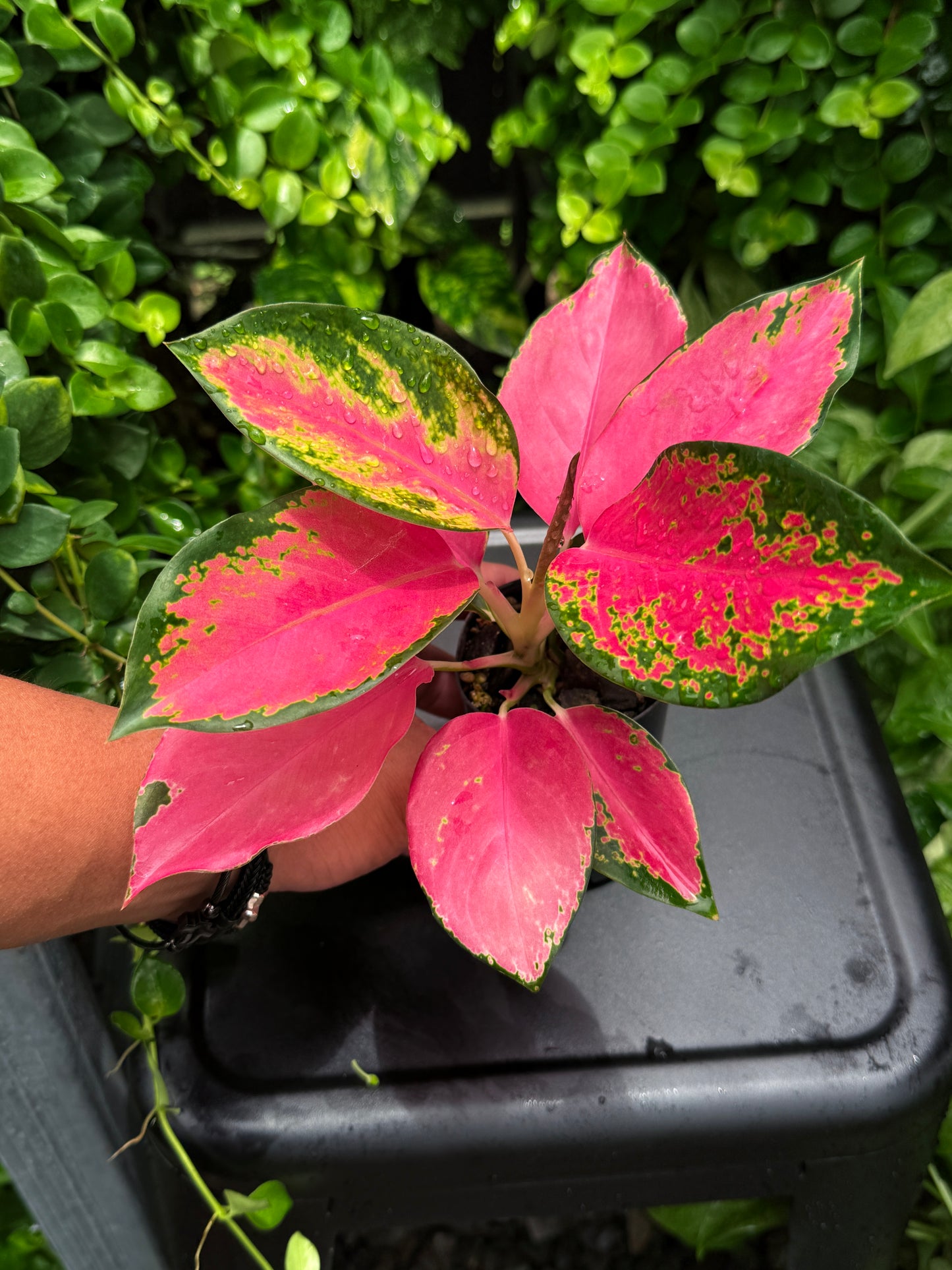 Aglaonema 'Red Unyamanee' - Best Plant in Stock.