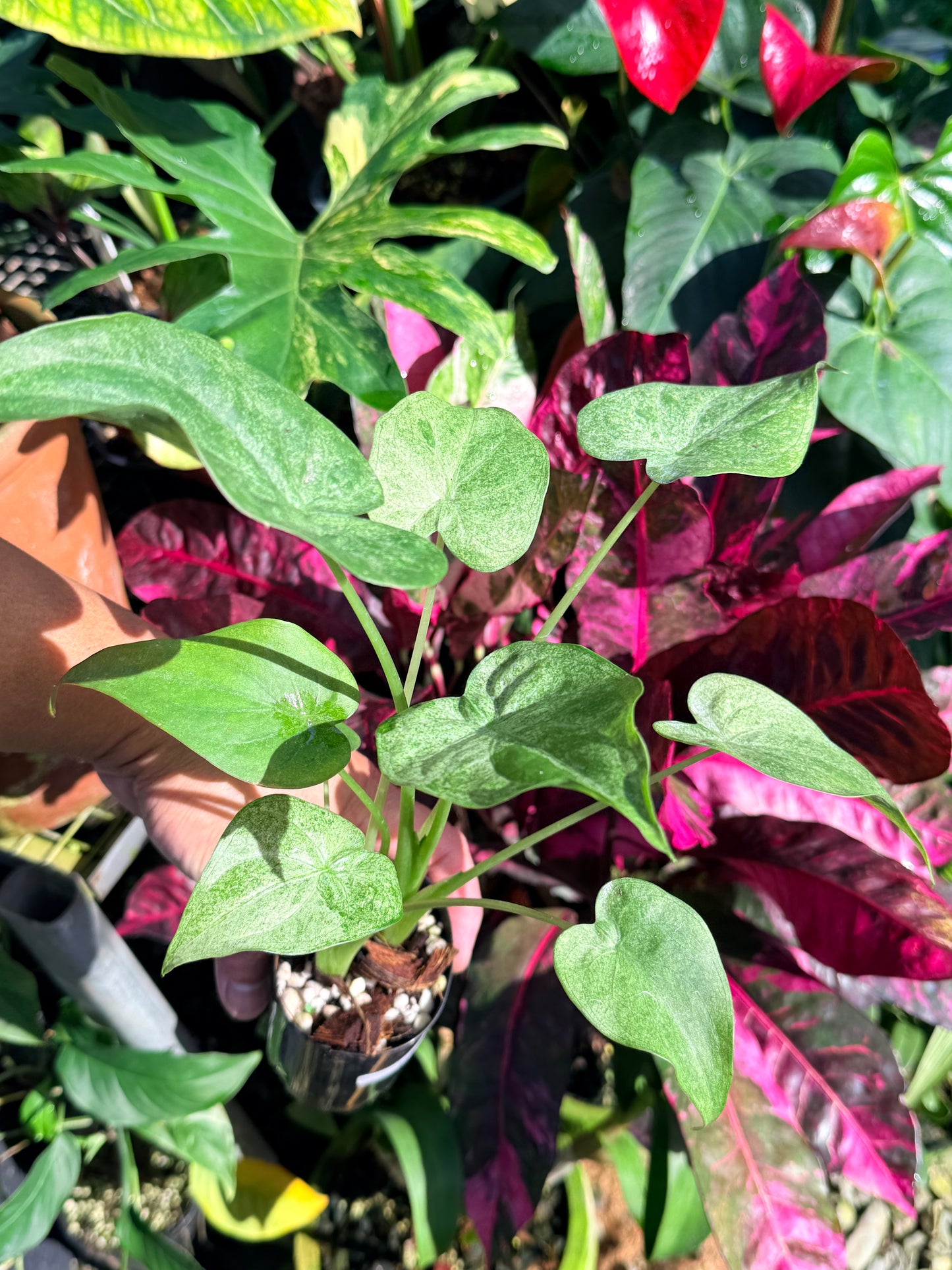 Alocasia cucullata 'White Mint Variegated' O2