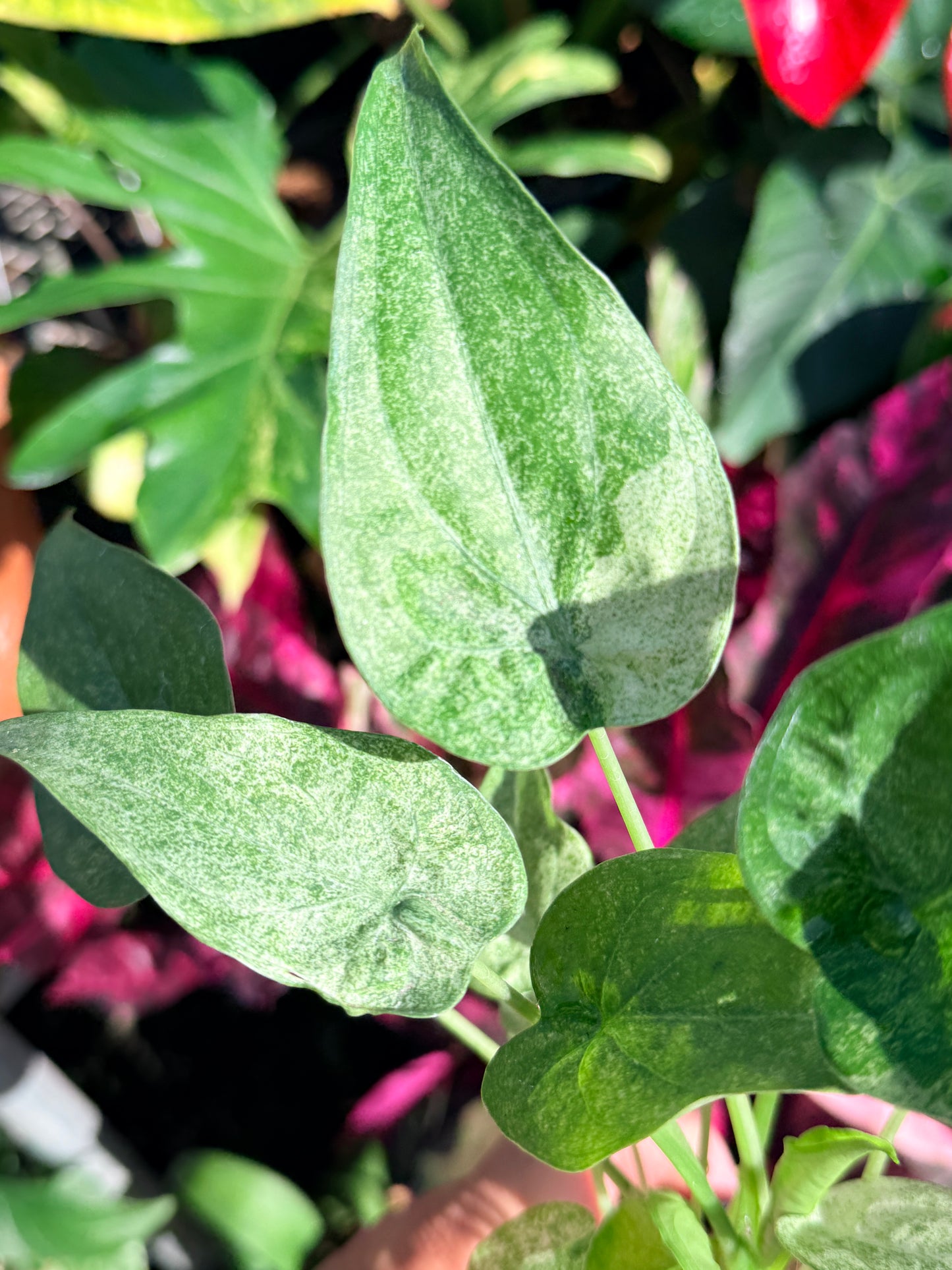 Alocasia cucullata 'White Mint Variegated' O4