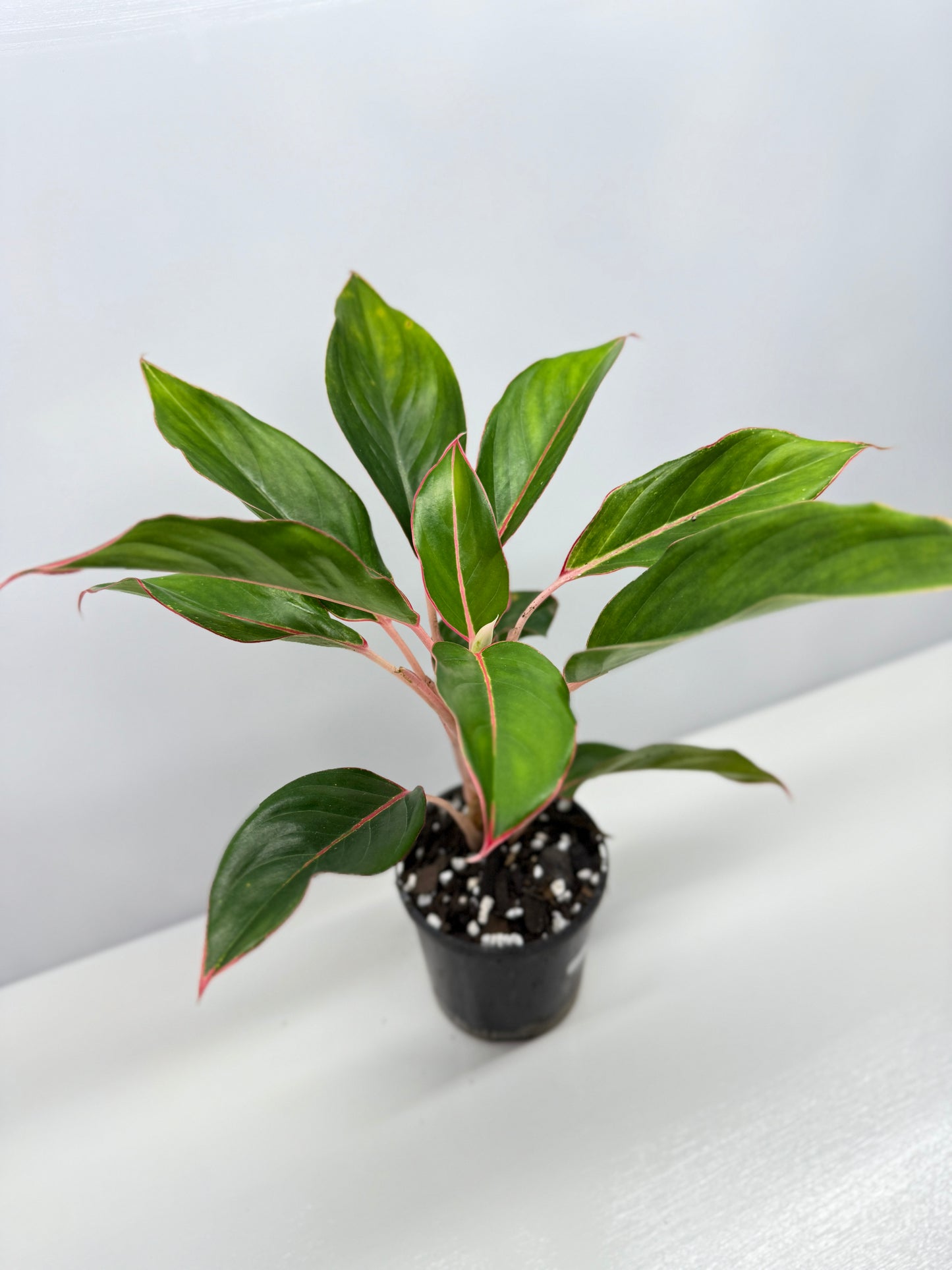 Aglaonema Sapphire V65