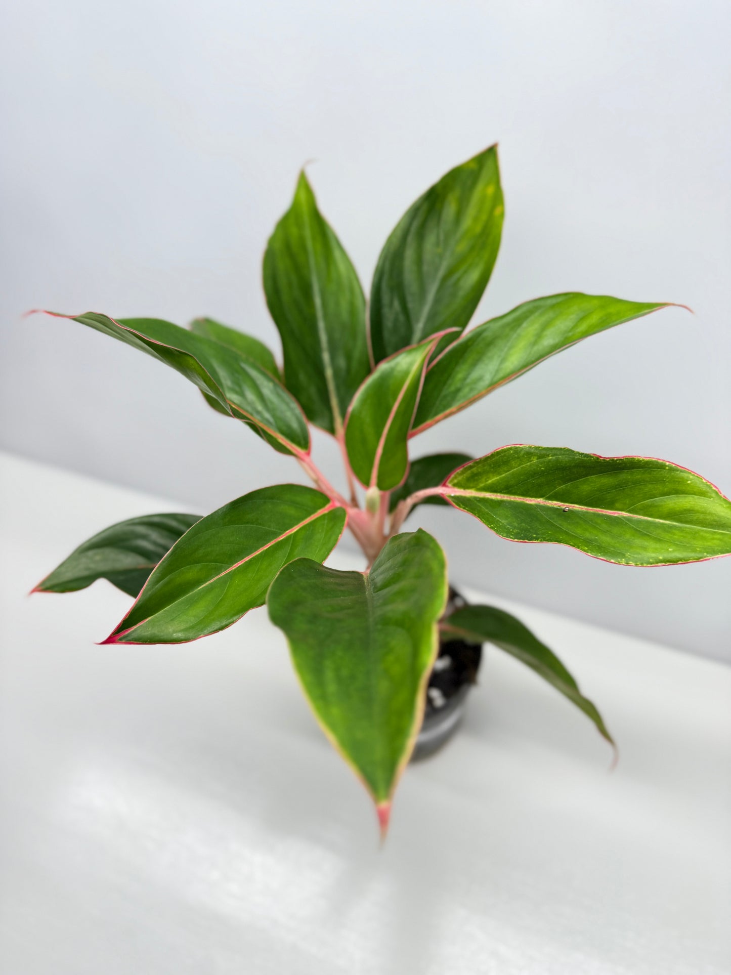 Aglaonema Sapphire V65