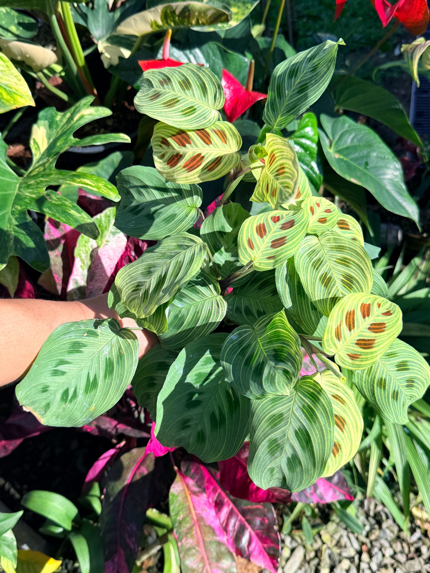 Maranta 'Light Vein Variegata' O7