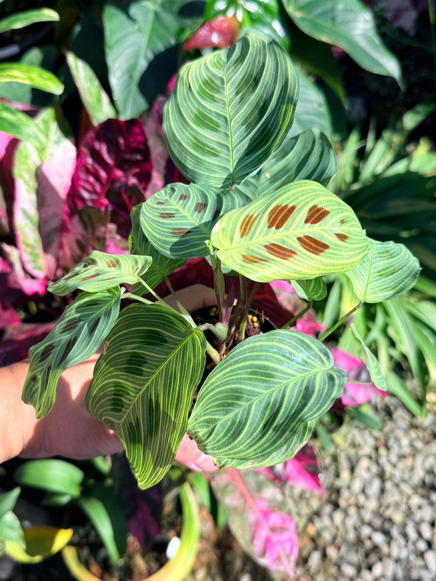 Maranta 'Light Vein Variegata' O9