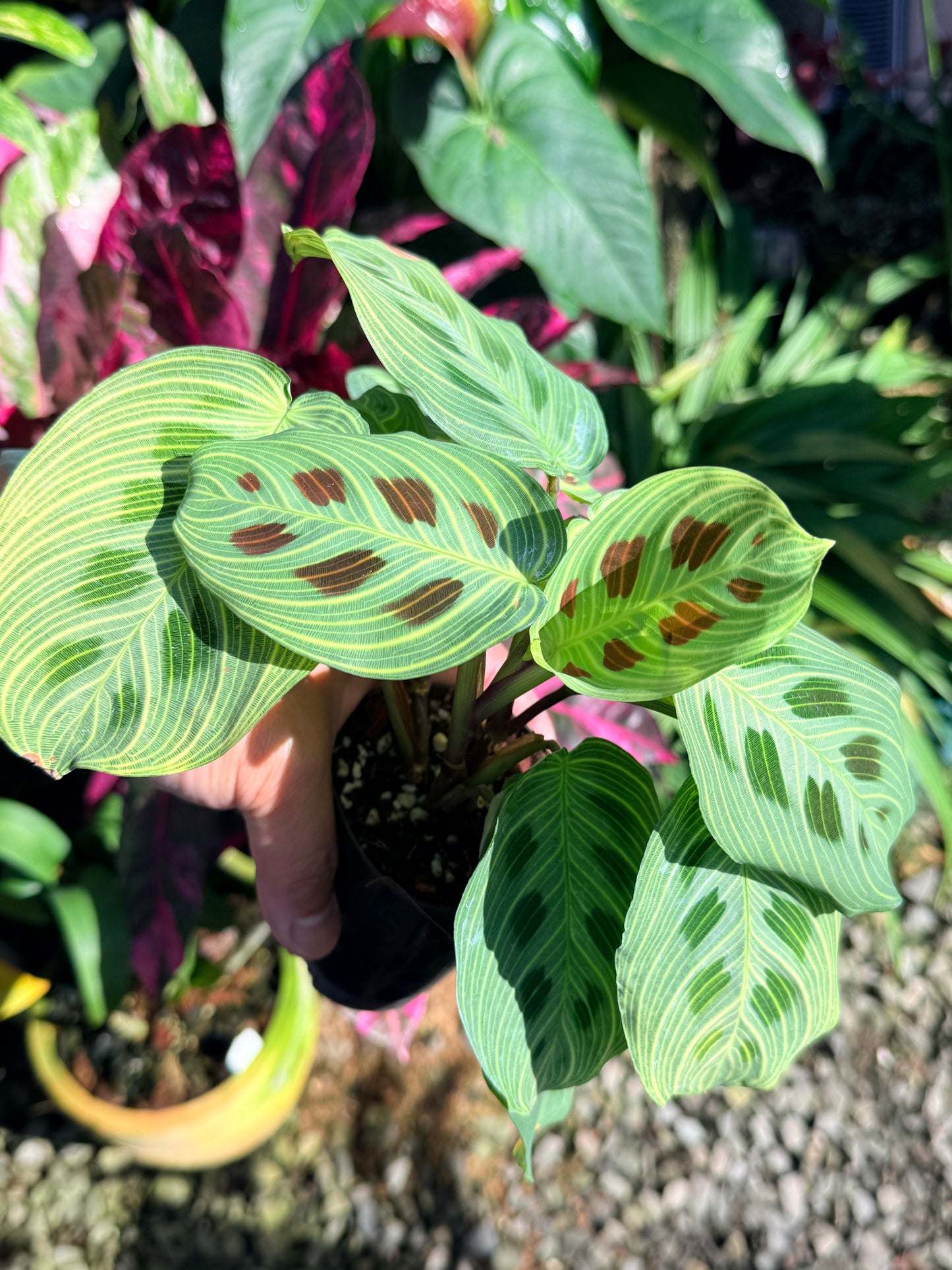 Maranta 'Light Vein Variegata' O8