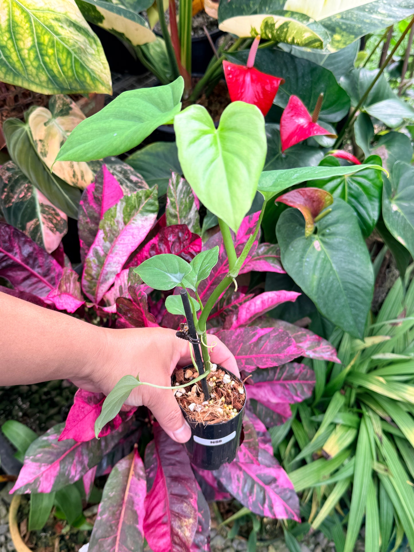 Philodendron 'Jacquinii' N58
