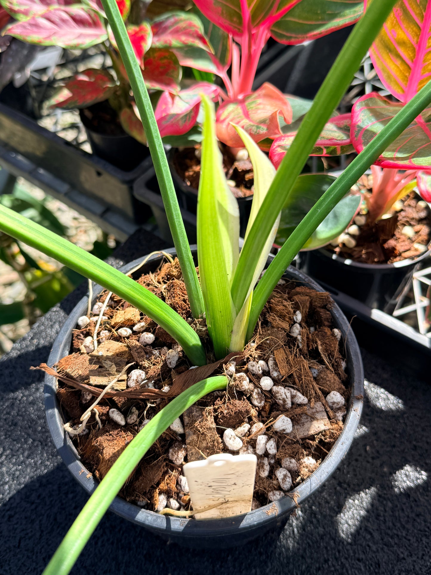 Thaumatophyllum bipinnatifidum LARGE in 140mm Pot O10