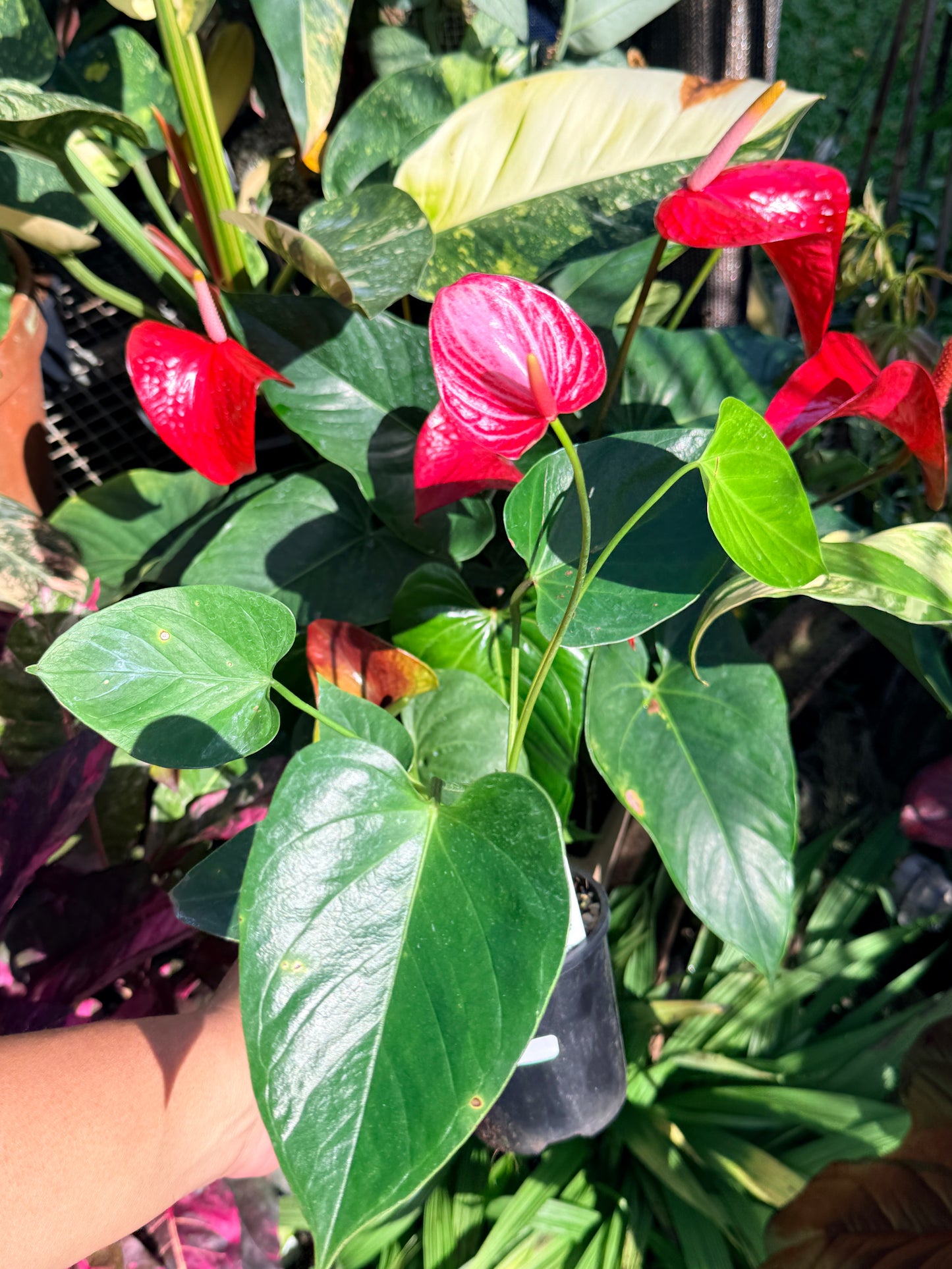 Anthurium 'Livium Ruby' O2