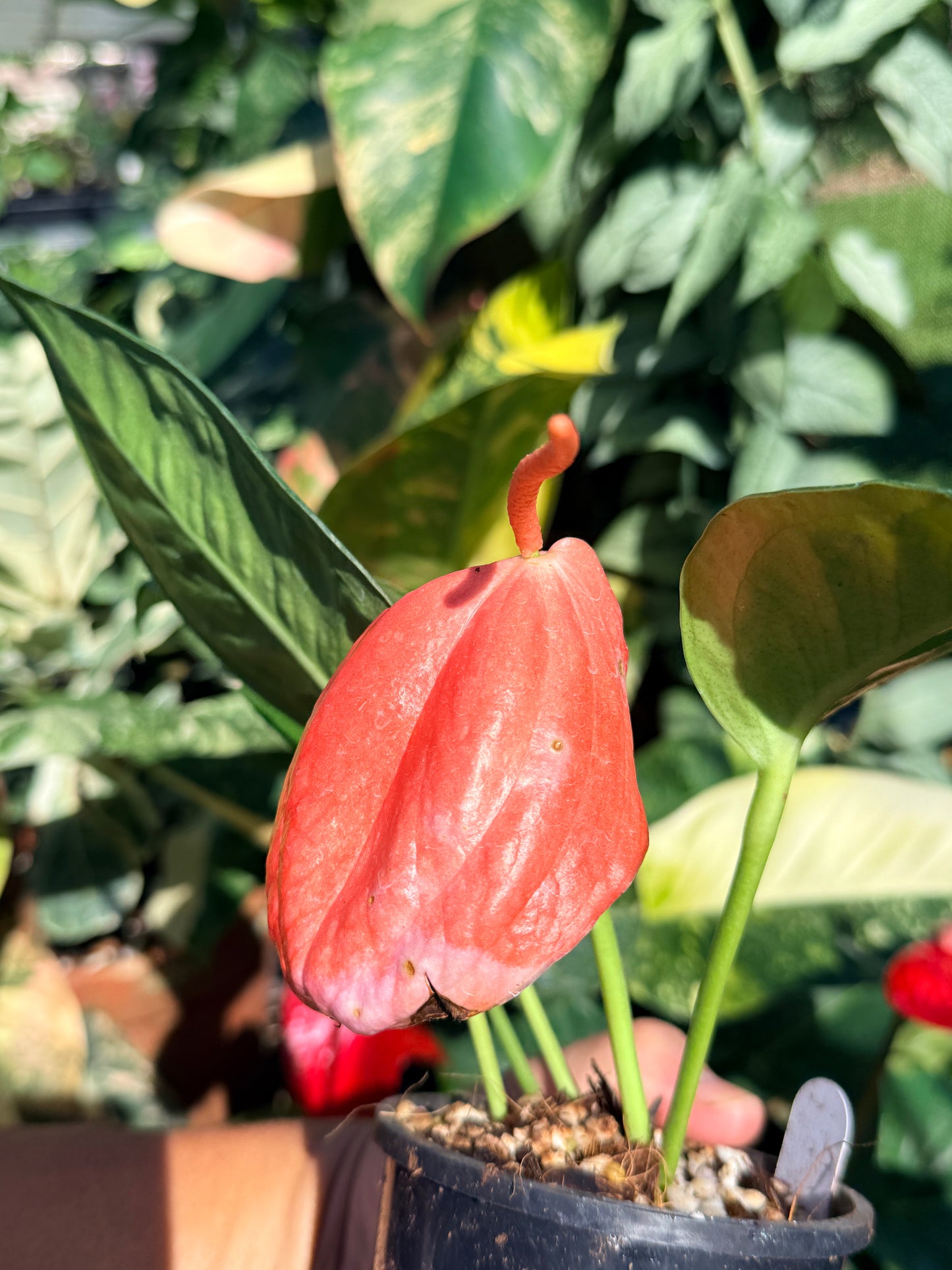 Anthurium Scherzerianum Pigtail 'Chocolate' O3